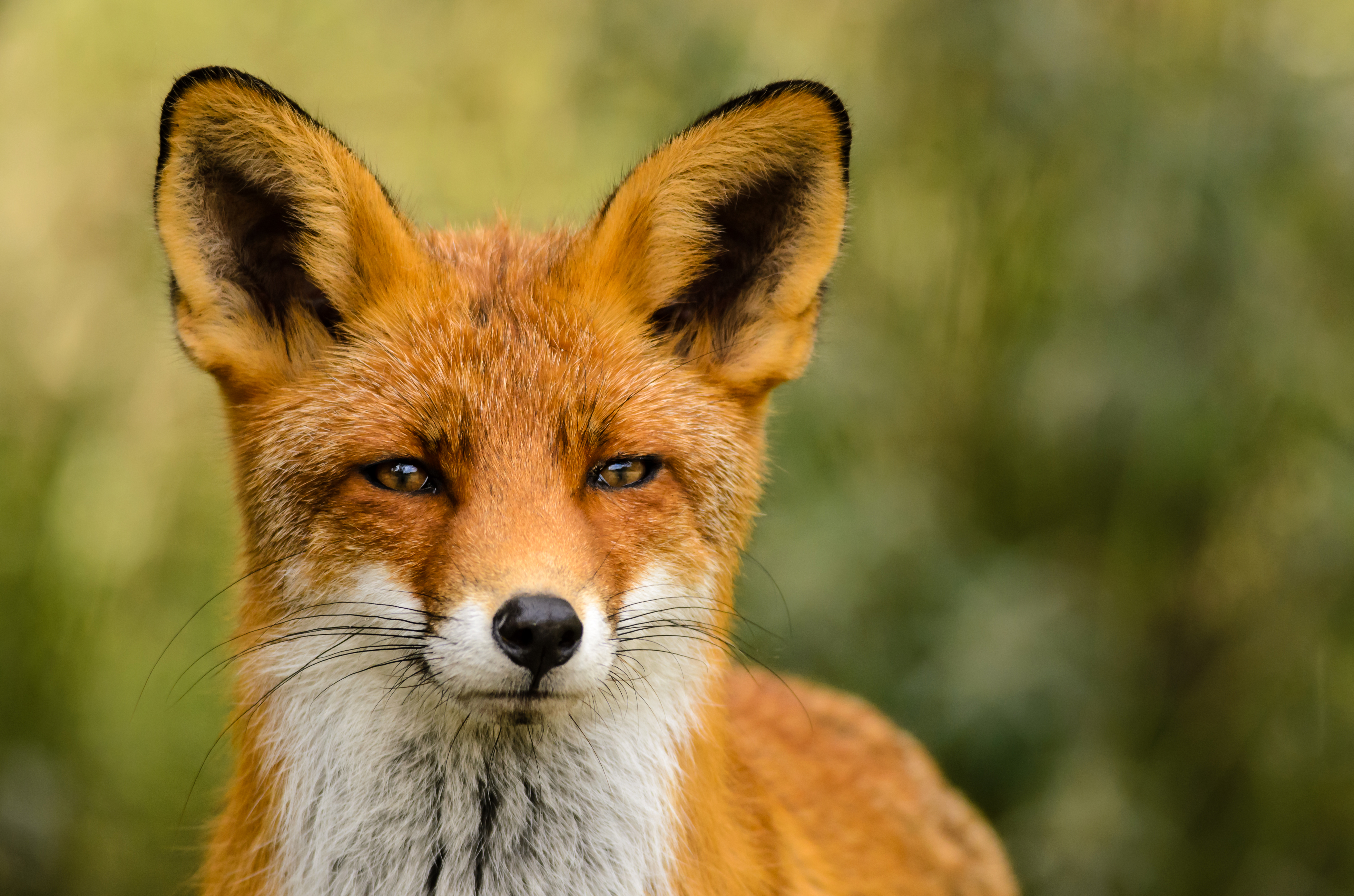 K fox. Лиса. Обыкновенная лисица. Лиса картинка. Оранжевая лиса.