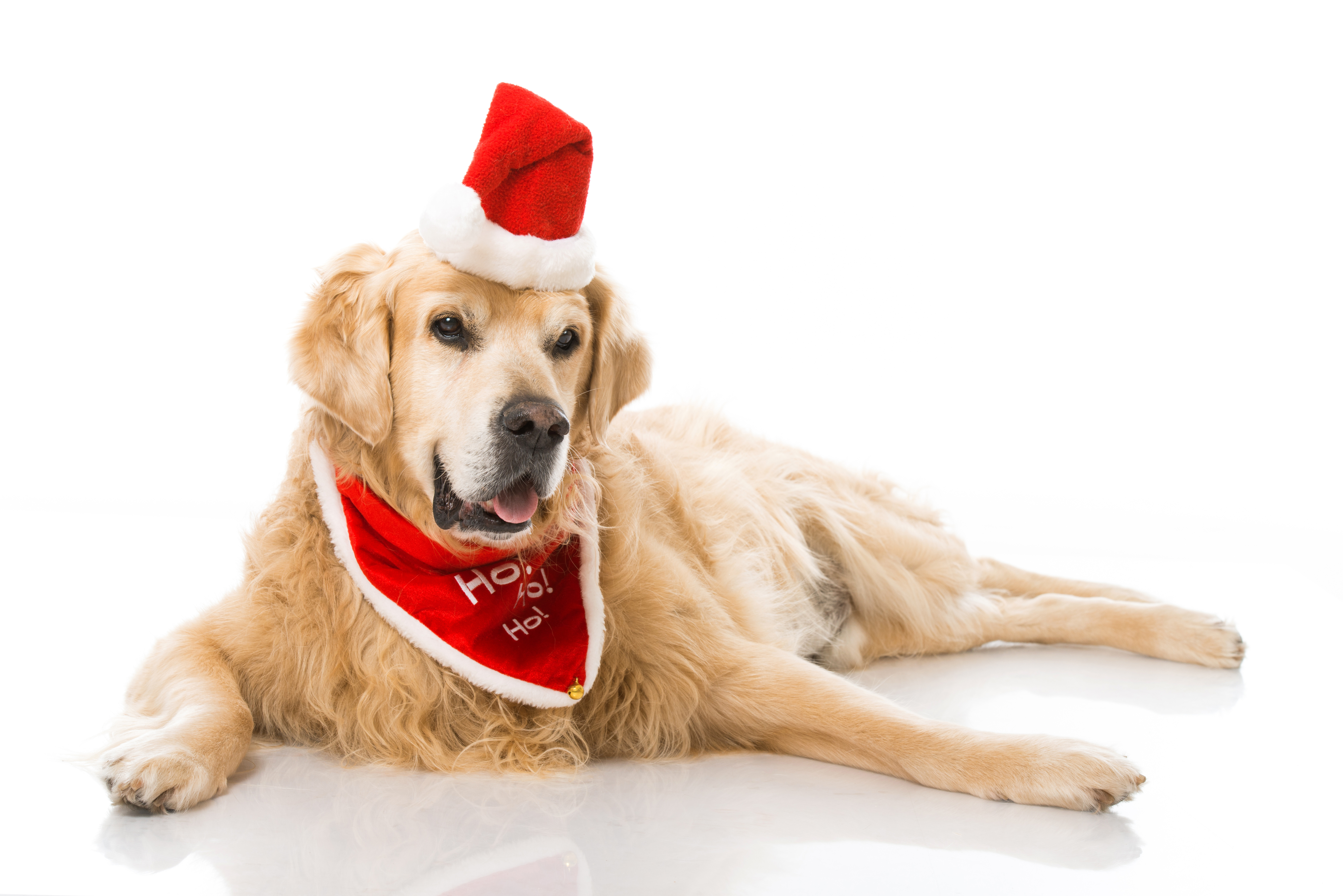 Год собаки начнется. Золотистый ретривер Санта. Новогодняя собака. Собака в новогодней шапке. Собака в новогоднем колпаке.