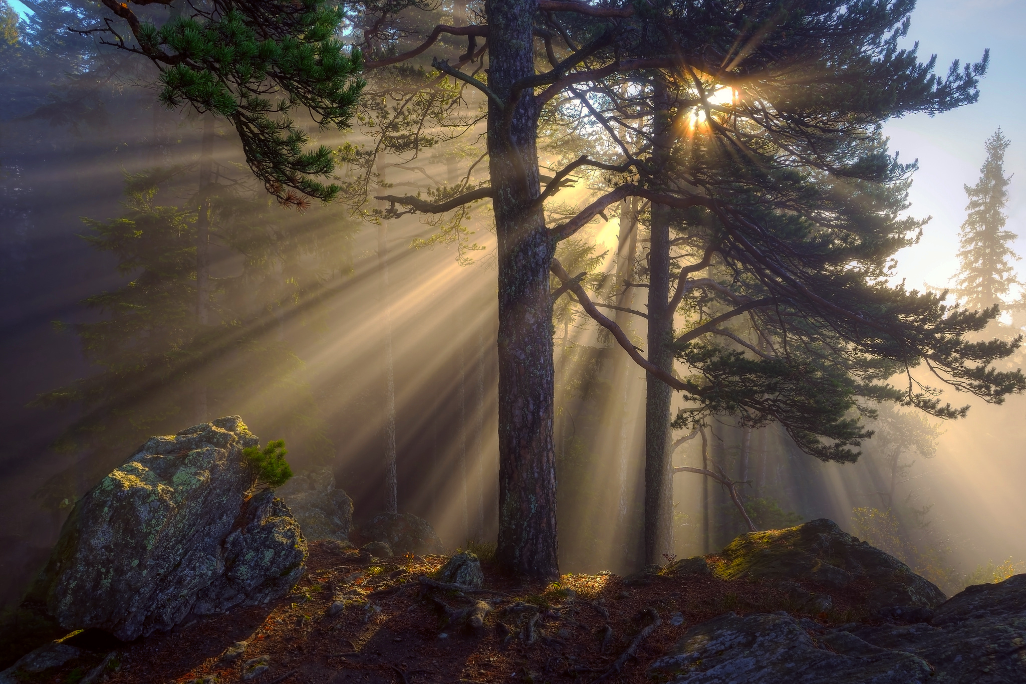 природа лес свет солнце деревья без смс