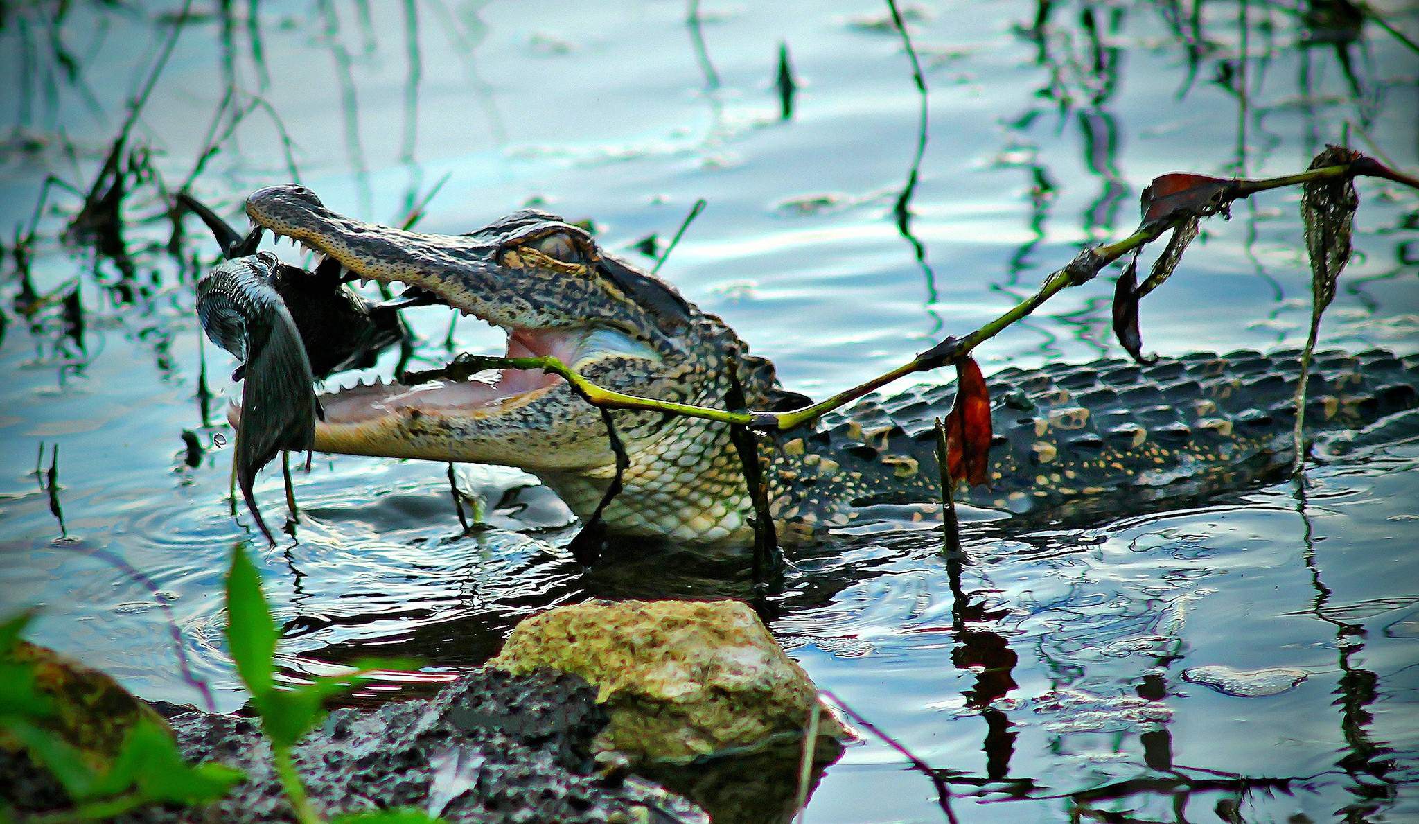 природа крокодил животное море ветка без смс