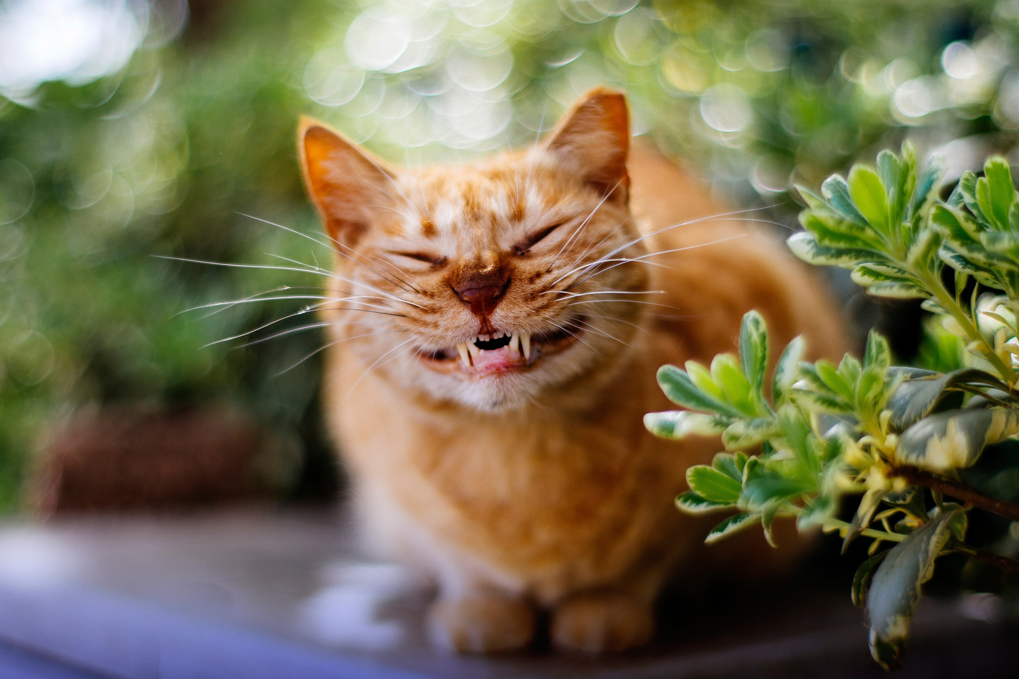 Животное хорошо изображает. Счастливый кот. Радостный кот. Довольный кот. Кот улыбается.