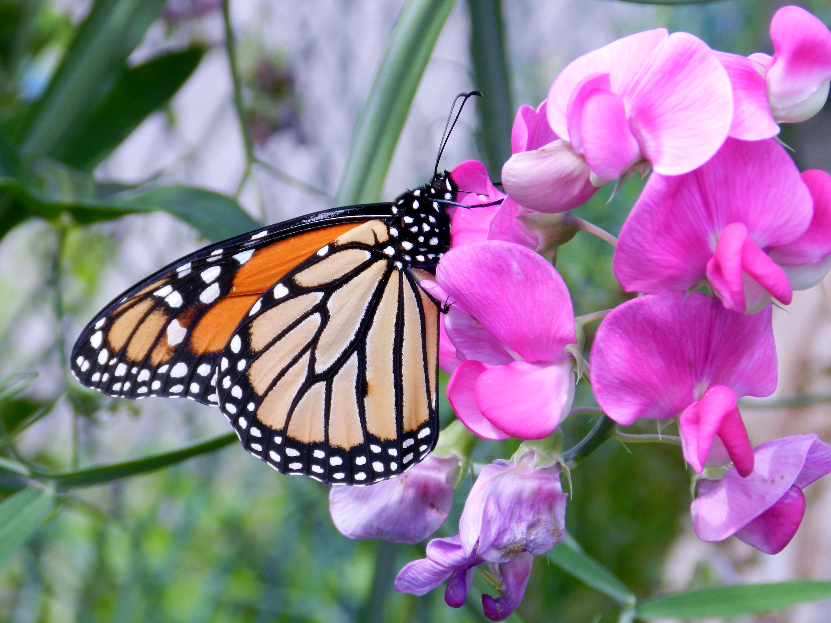 природа бабочки цветы животные без смс