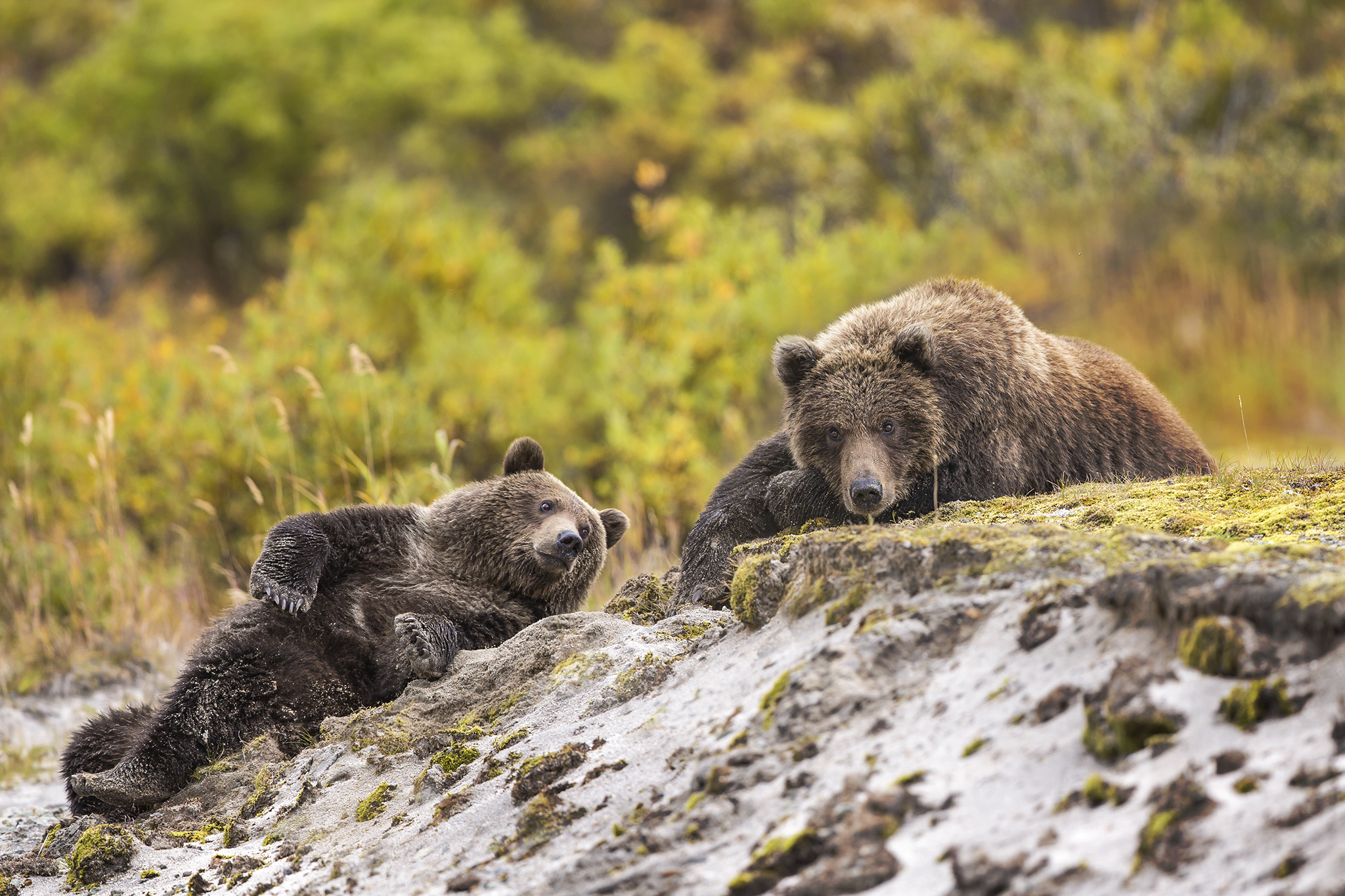 Жизнь про медведя. Бурый медведь Гризли в Северной Америке. Гризли североамериканский бурый медведь. Северная Америка медведь Гризли. Гризли Канада.