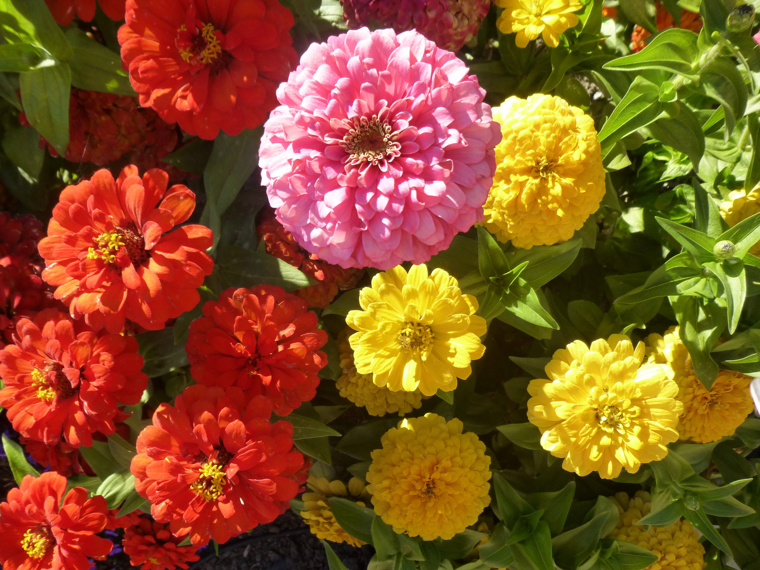 Циния фото. Циния Пепито Дварф микс. Цинния изящная (Zinnia elegans). Циния Глориеншайн. Циния майоры.