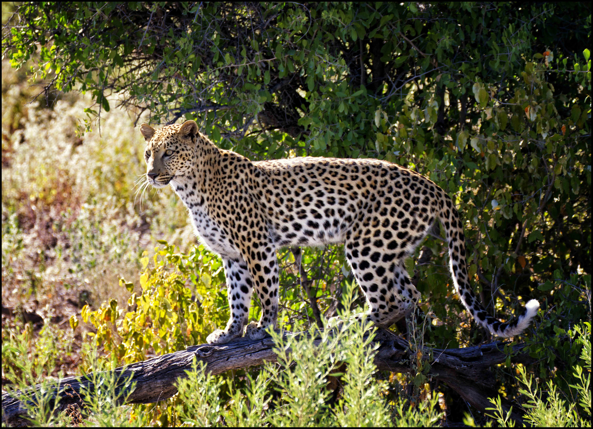 природа животные леопард трава деревья загрузить