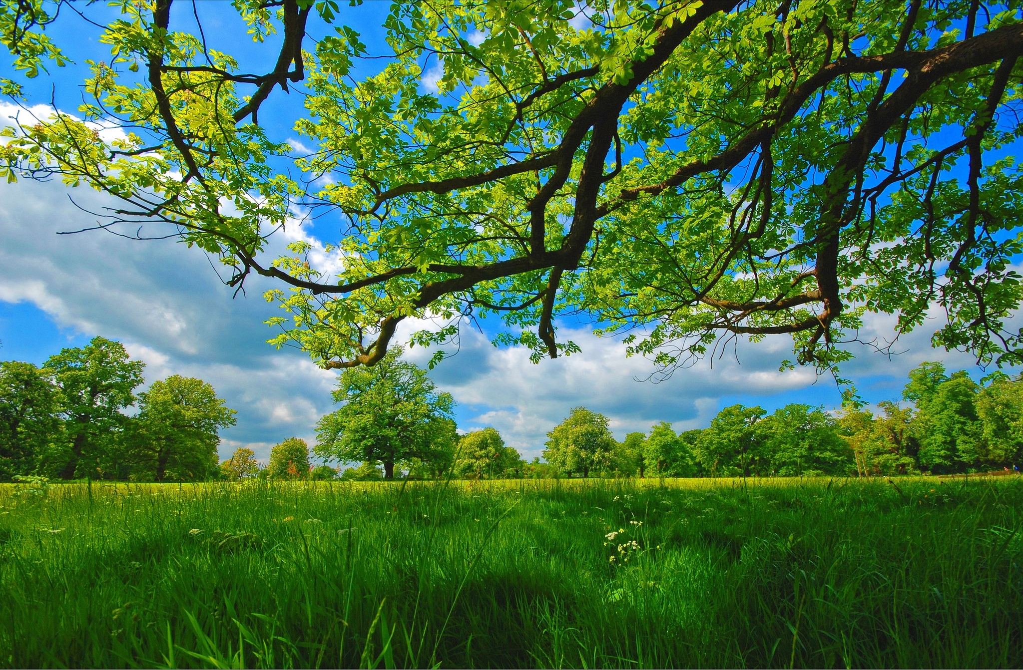 природа трава деревья сад зеленый скачать
