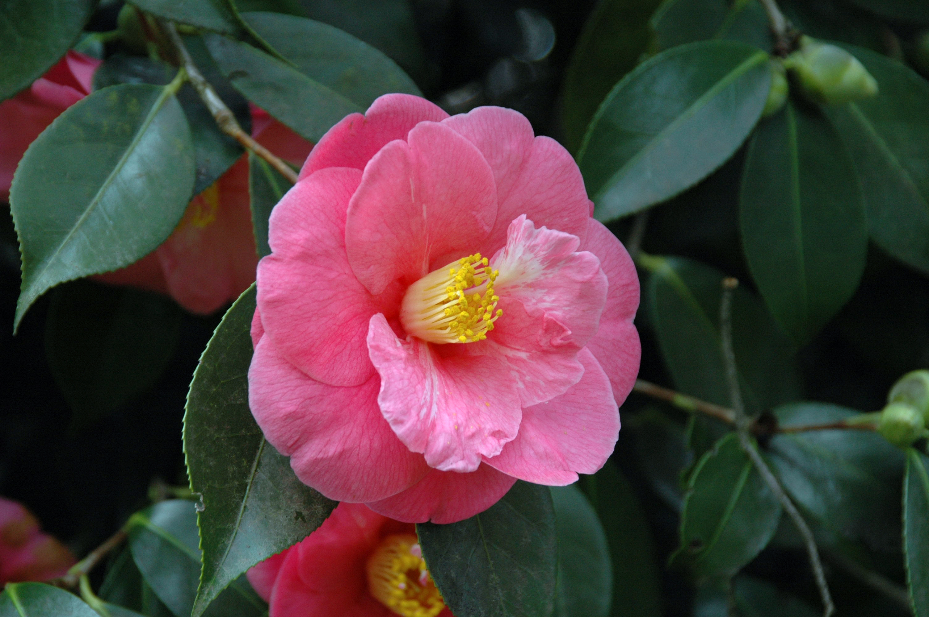 Камелия. Камелия миддлберийская розовая. Камелия японская Camellia japonica. Золотая Камелия цветок. Камелия испанская.
