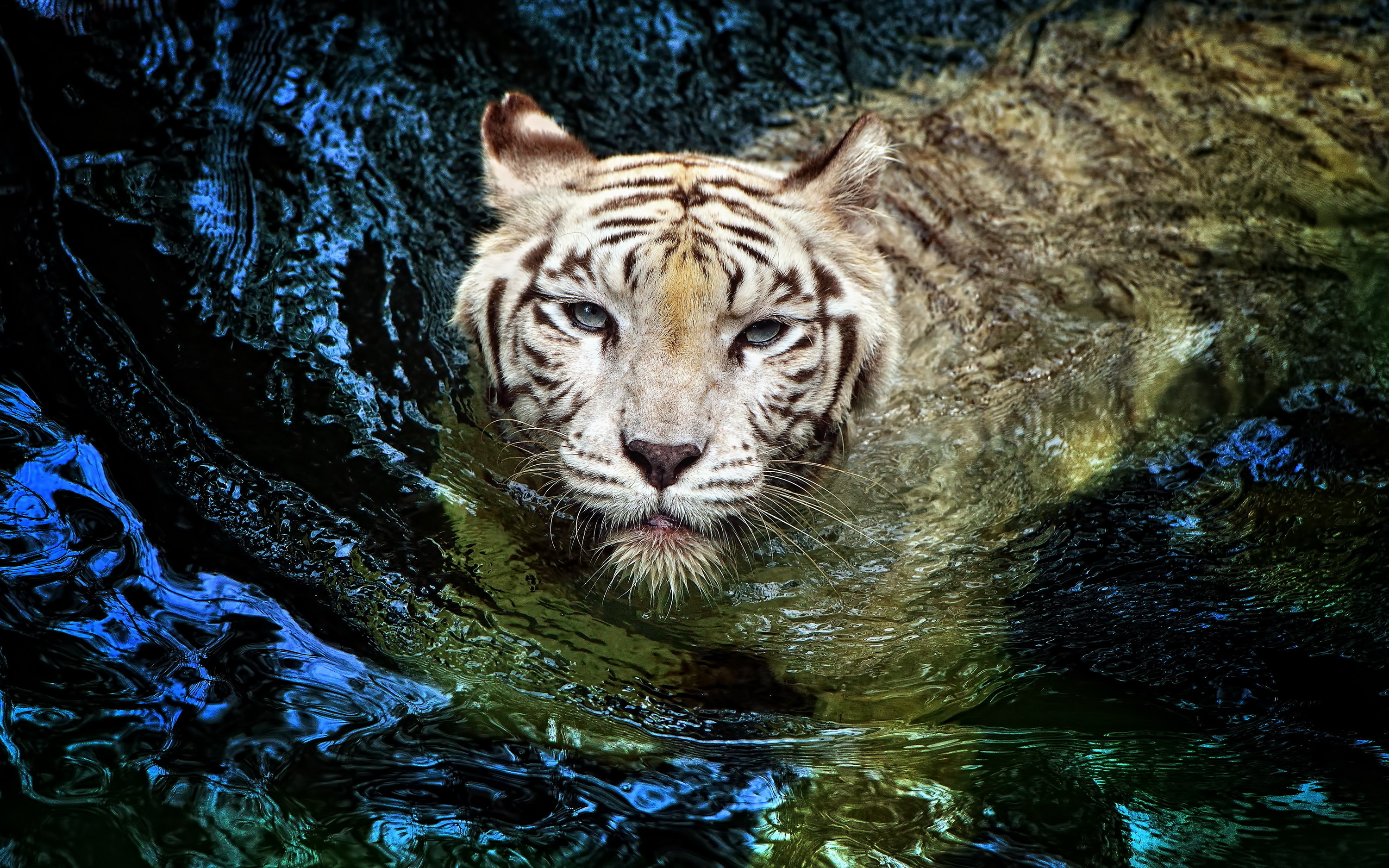 Прыгающий из воды тигр без смс