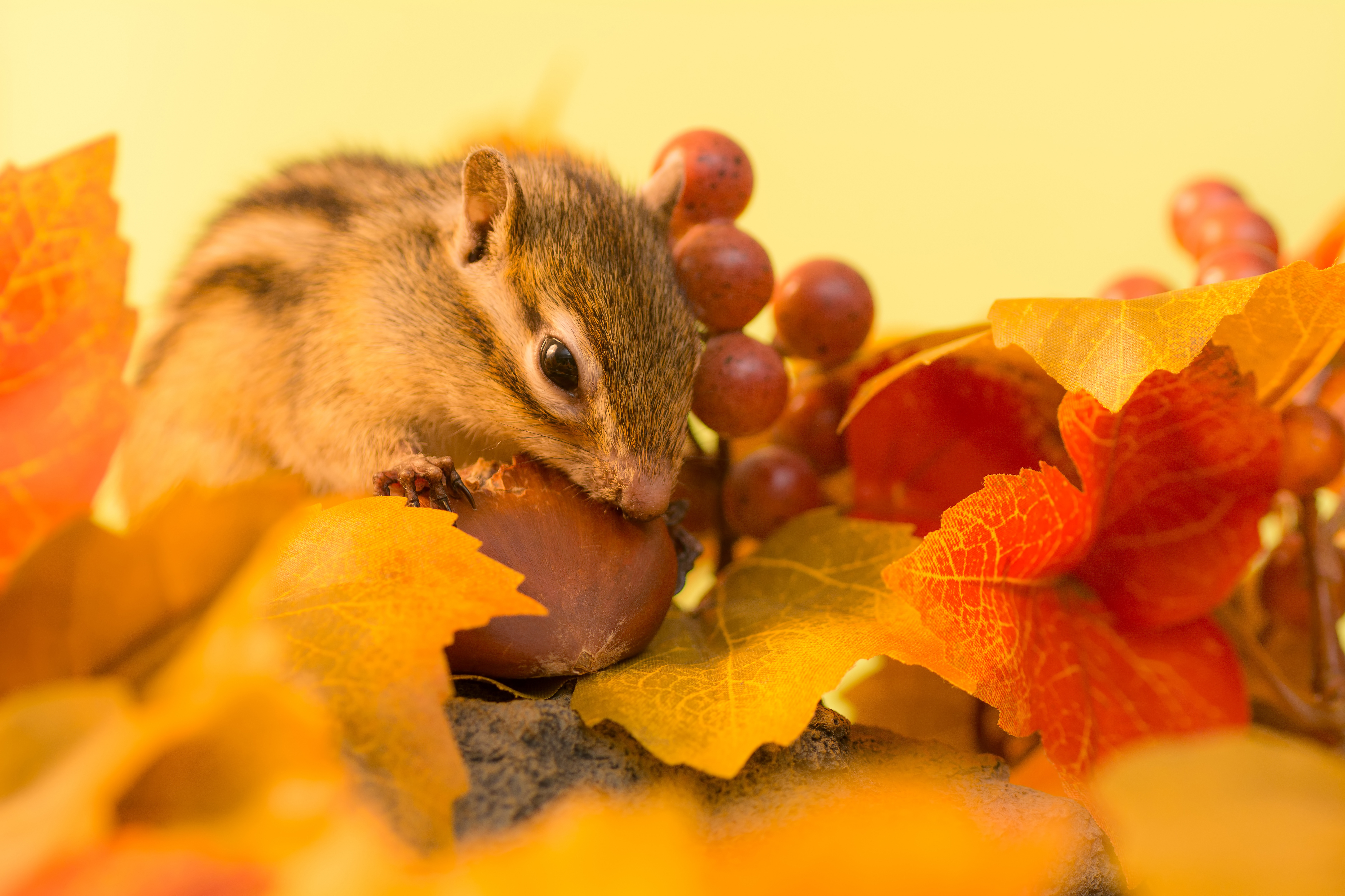 Фотография Грызуны Бурундуки лист осенние Виноград Орехи животное Листва Листья Осень Животные