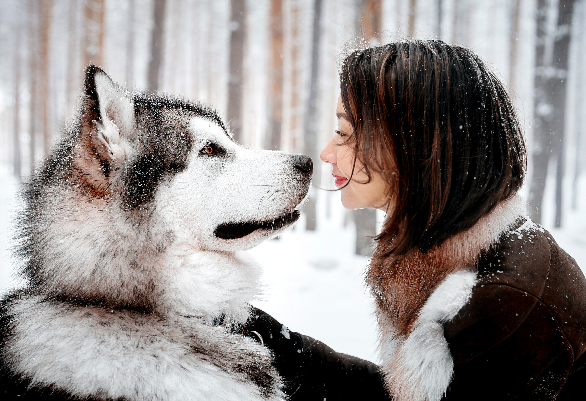 природа девушка животные собака зима снег nature girl animals dog winter snow загрузить