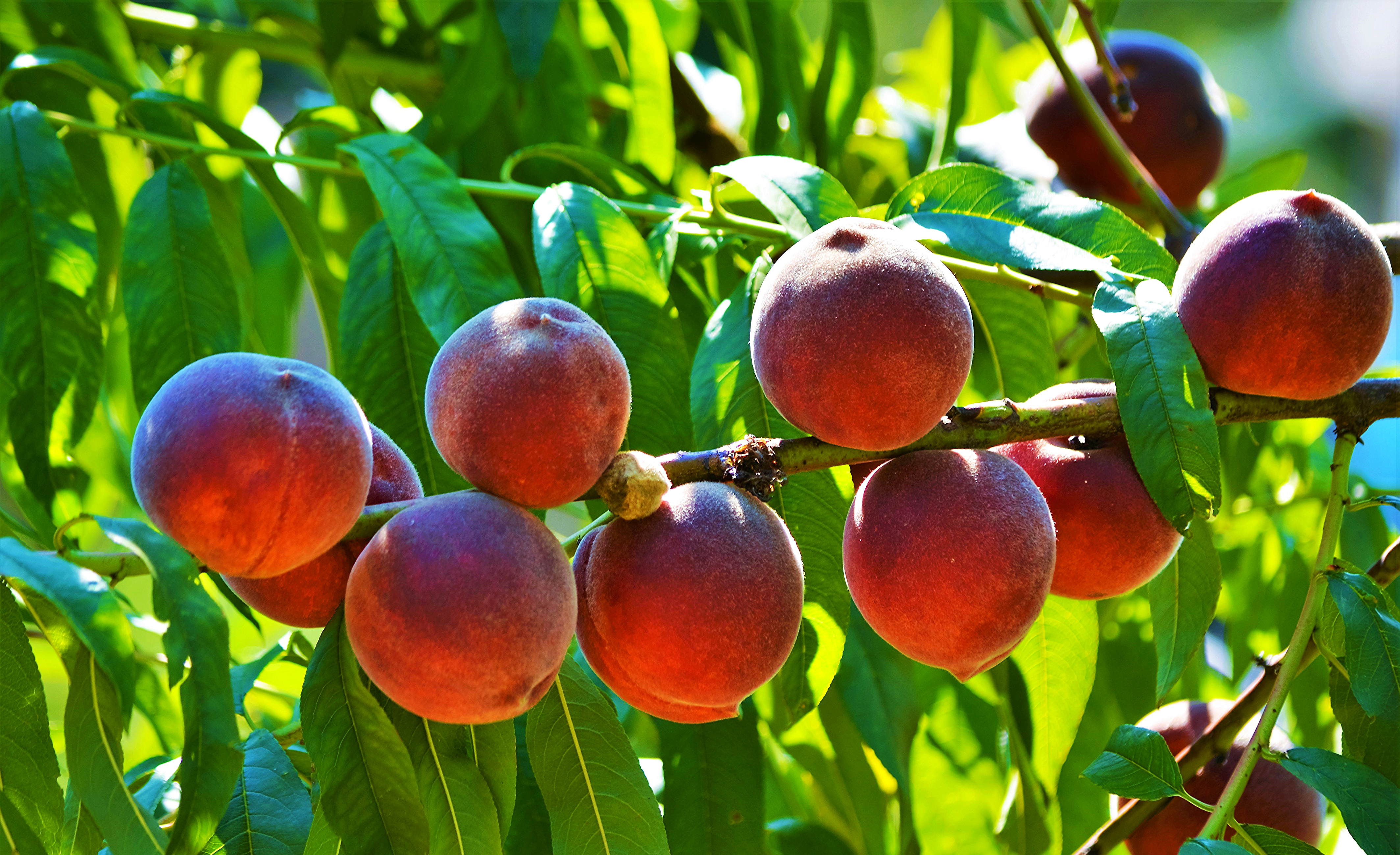 Хорошо лето плодами. Шарафуга плодовое дерево. Дерево персик нектарин. Абрикос Харкот. Нектарин карликовый Рубис.