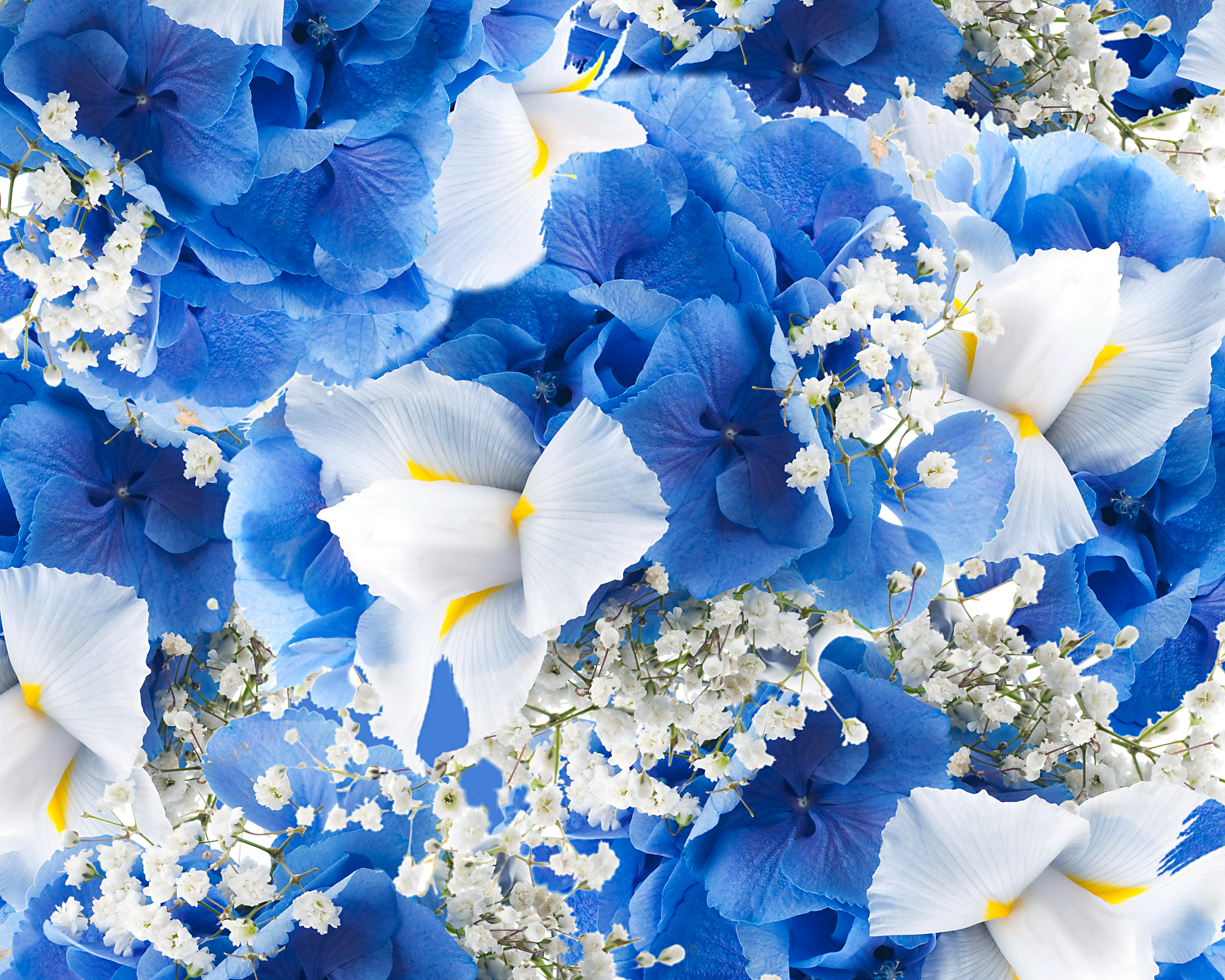 Открытки синего цвета. Блуе Фловер. Синие цветы. Сине белые цветы.