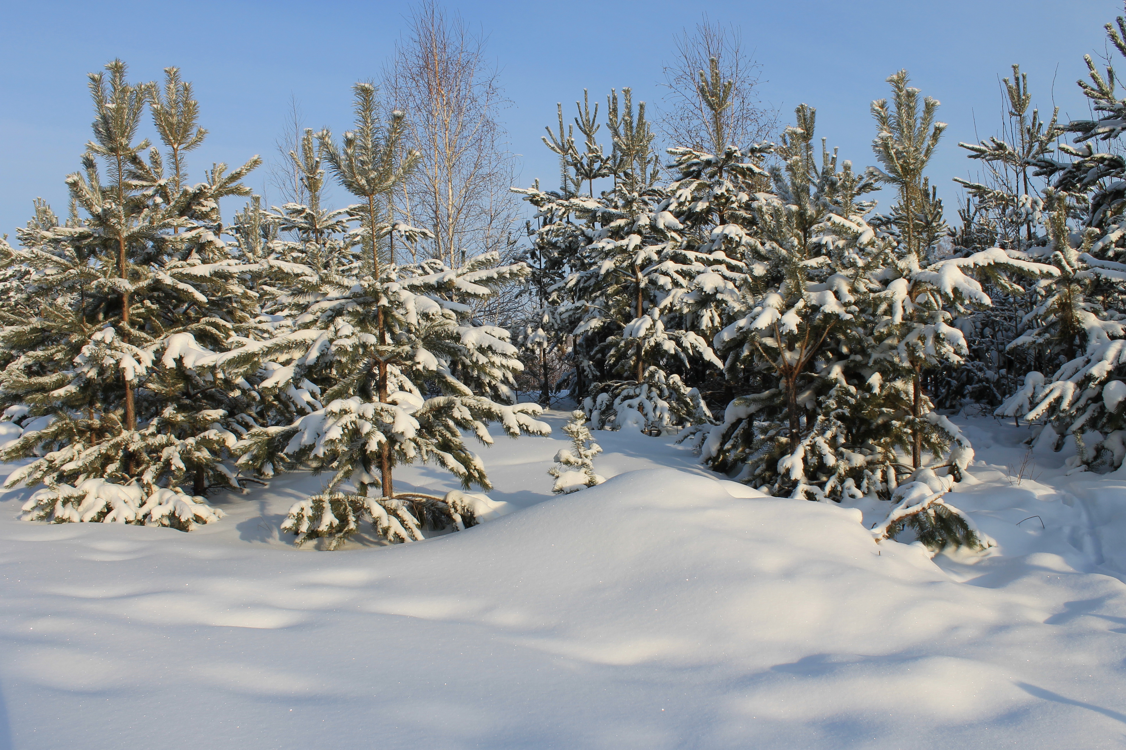 Зима ель деревья природа скачать