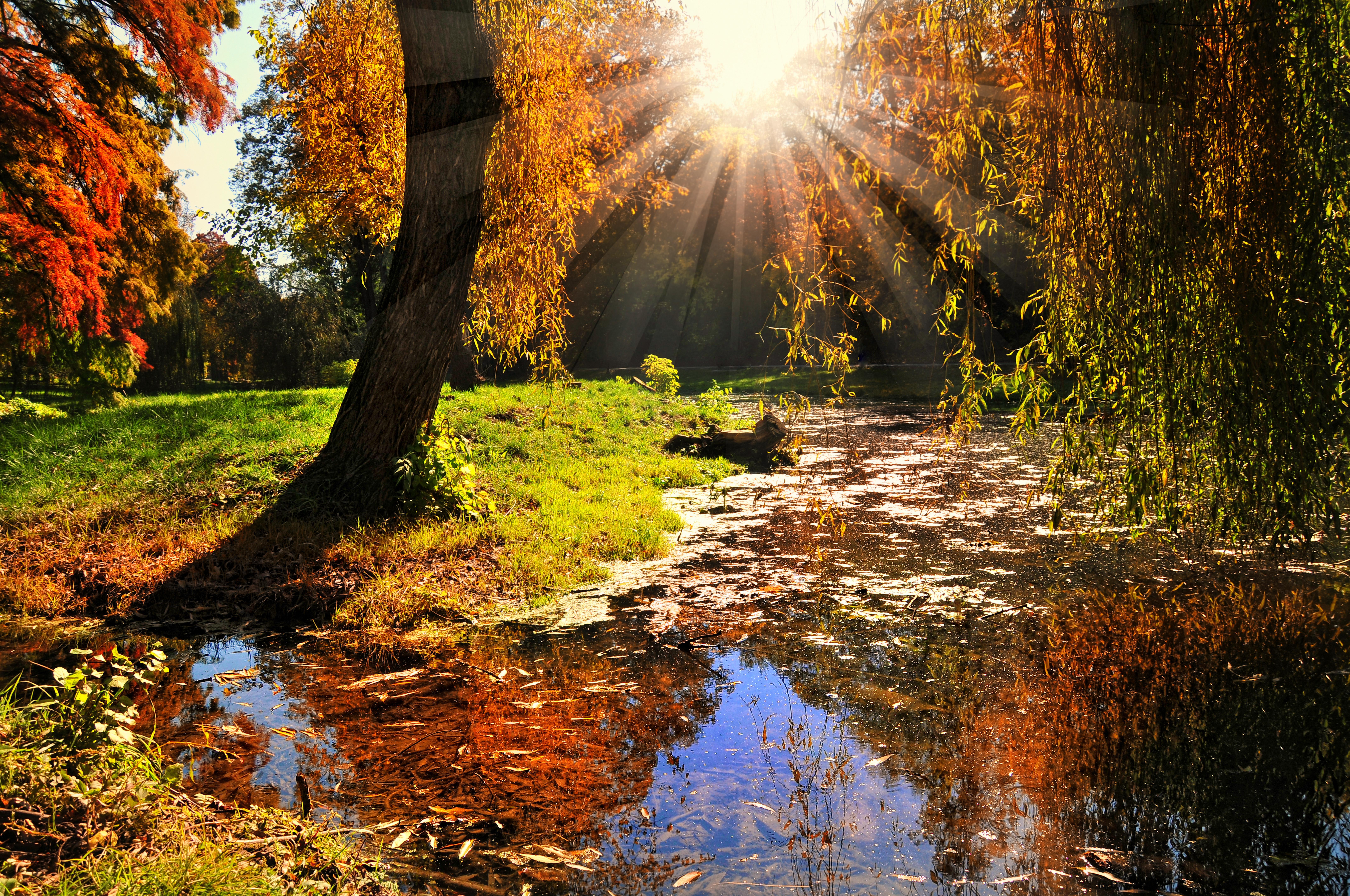 солнце, деревья, озеро, осень бесплатно