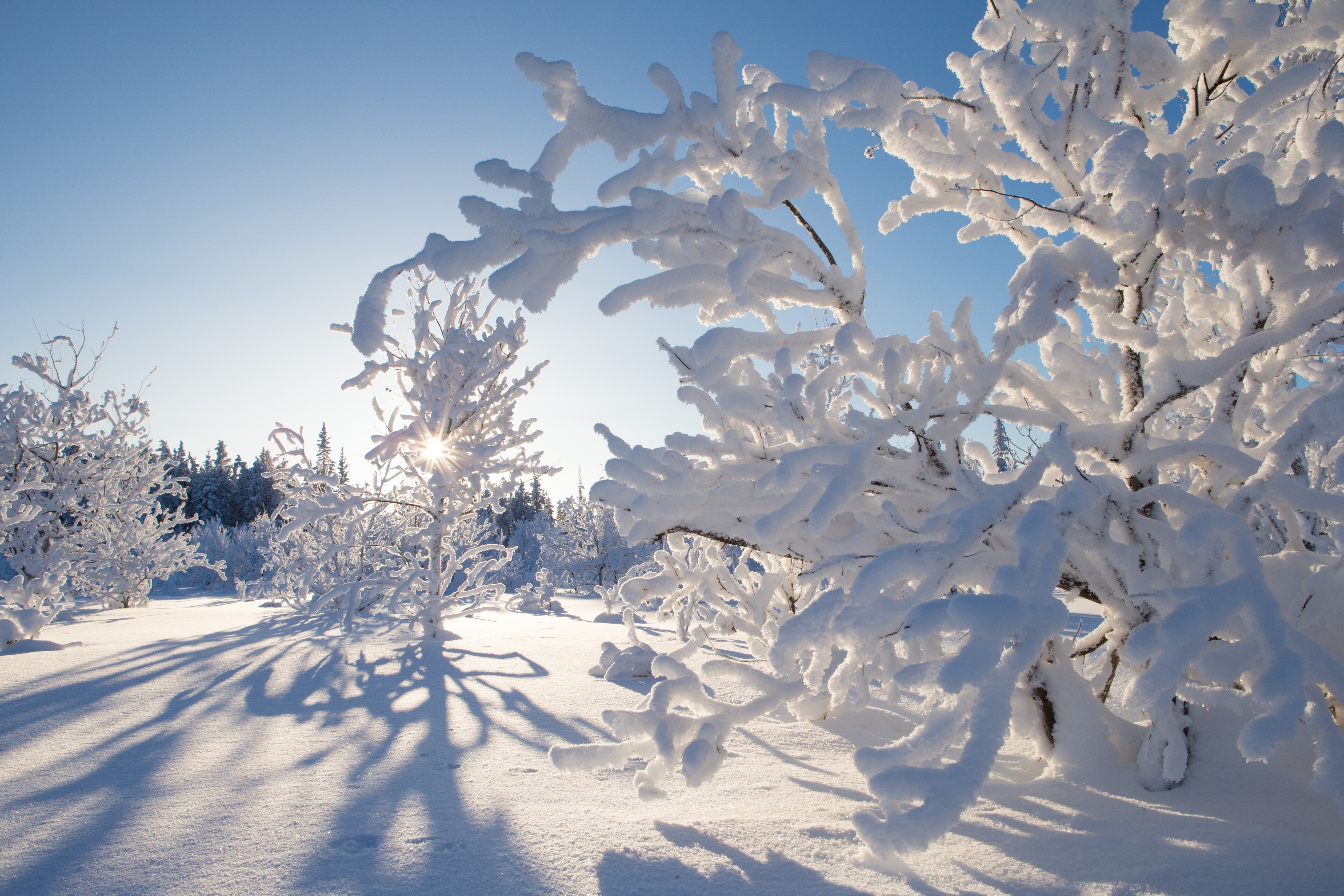 природа деревья солнце зима снег бесплатно