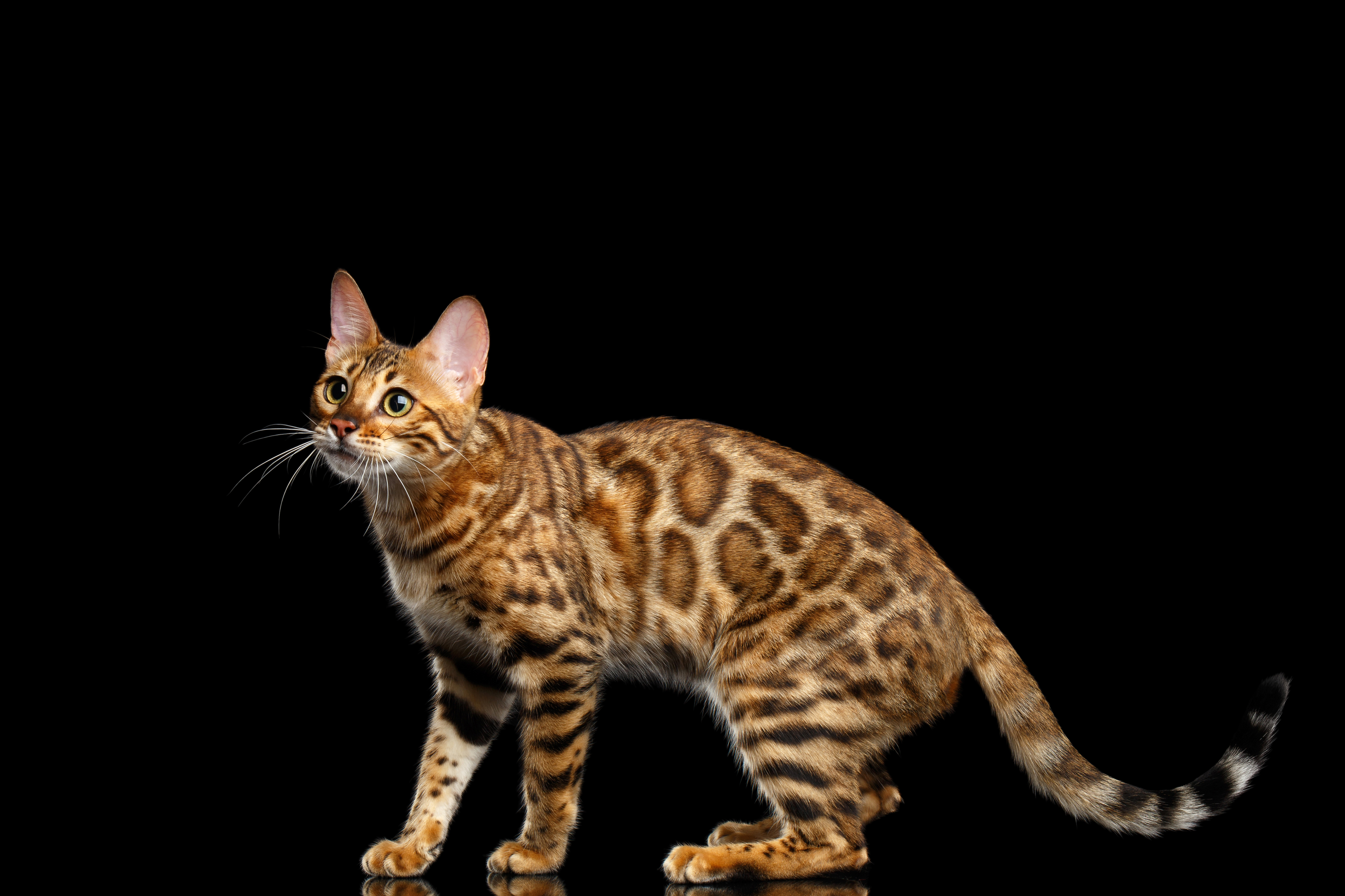 Хорошая кошка бенгальская. Бенгальская кошка. Кошки бенгальской породы. Леопард и Бенгальская кошка. Бенгальская кошка Браун.