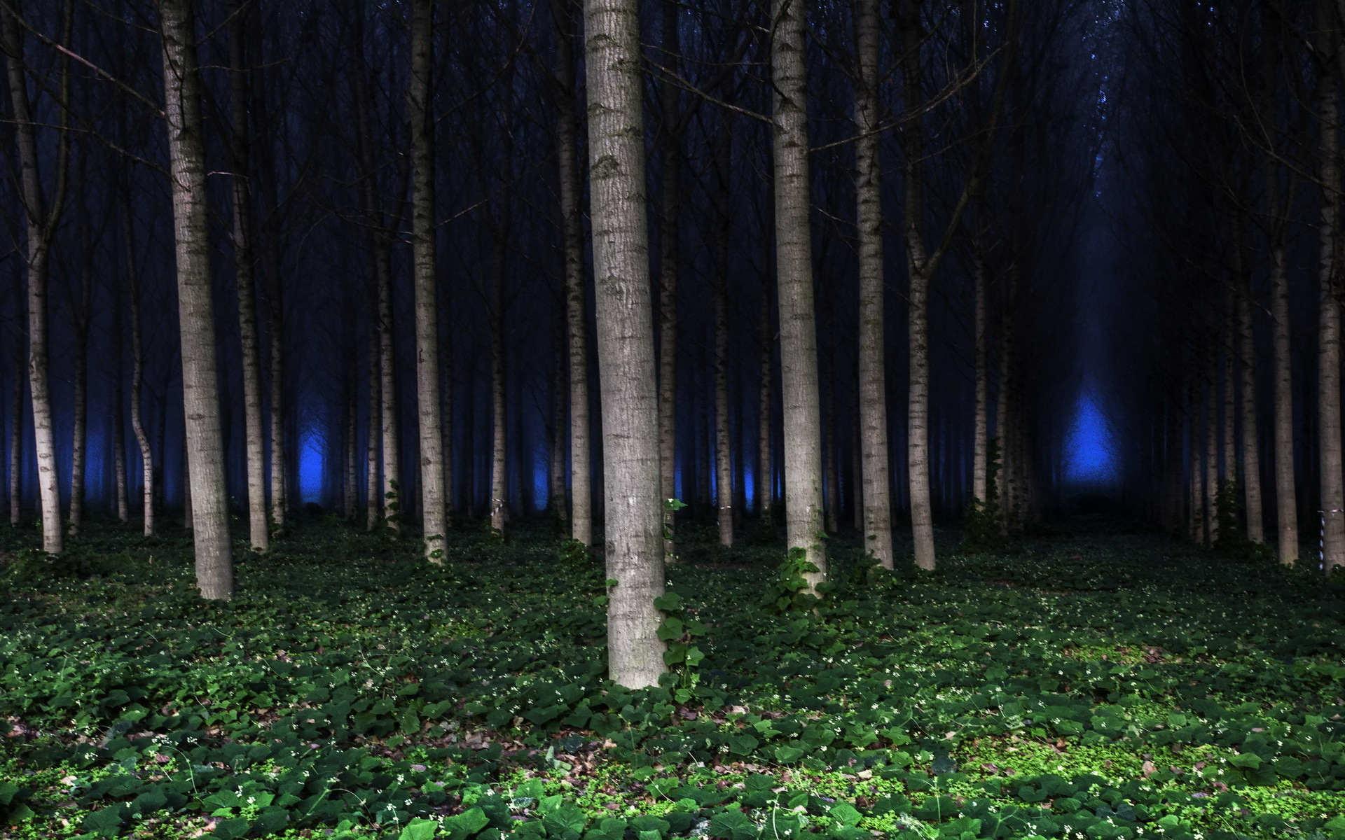 Лес ночь деревья загрузить