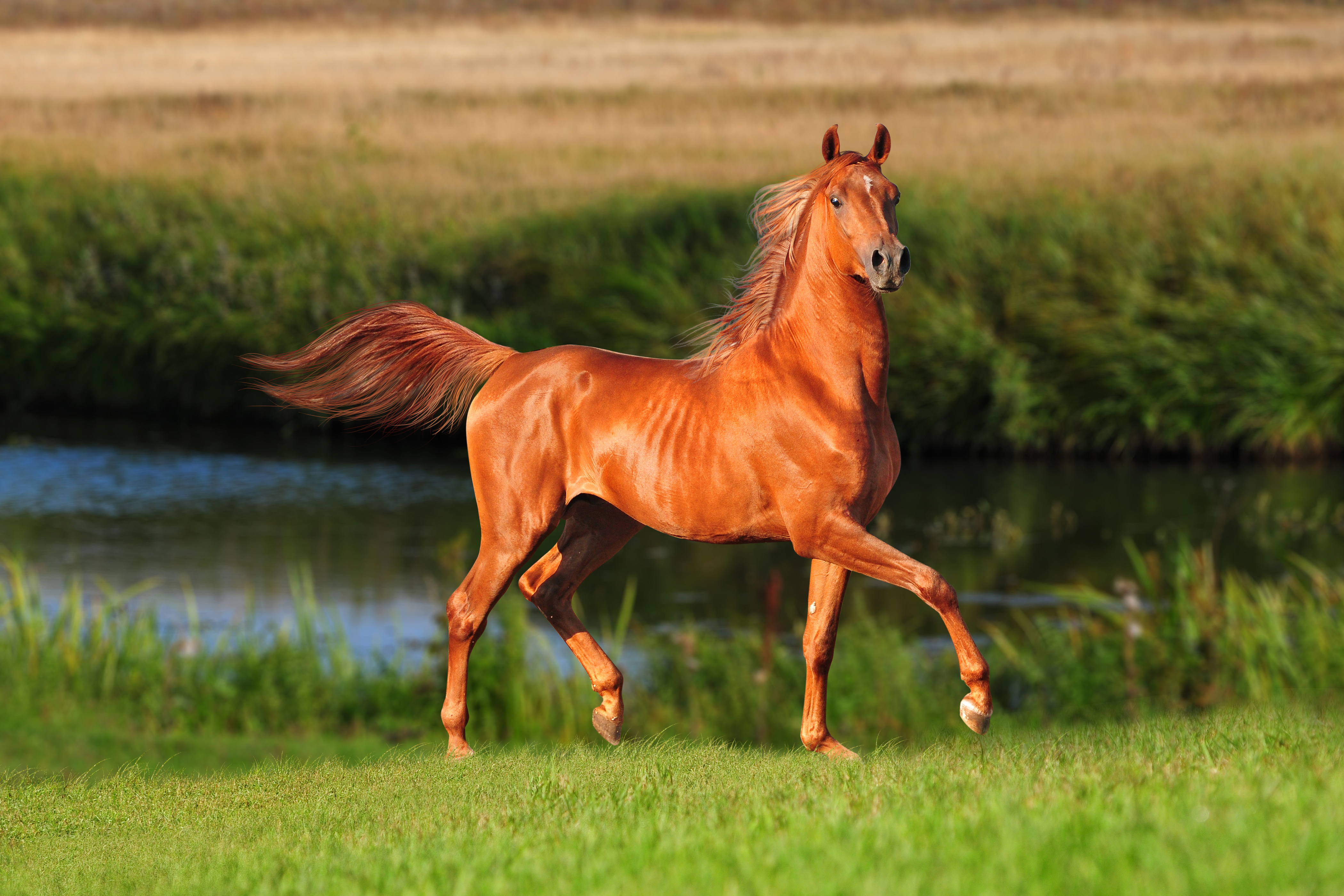 лошадь на траве без смс