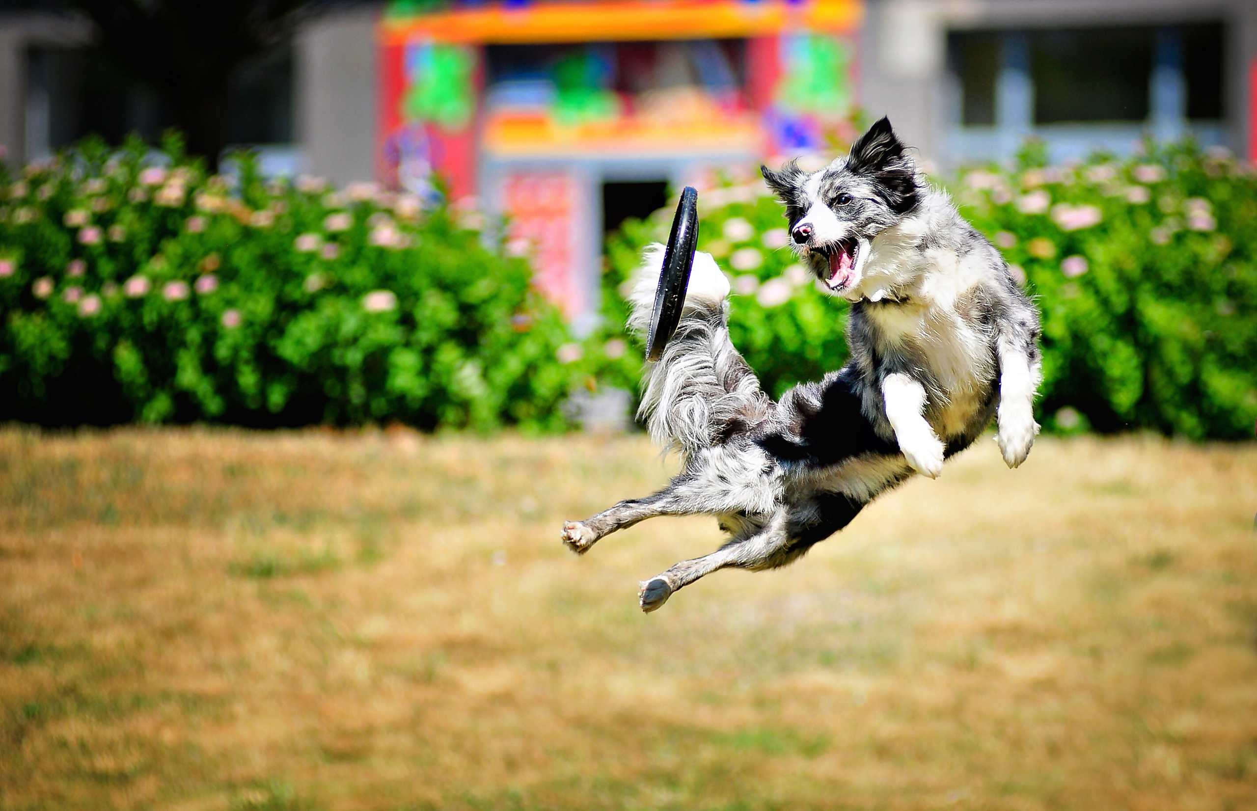 My dog can jump. Бордер колли фрисби. Малинуа и бордер колли. Собака в прыжке. Радостные животные.