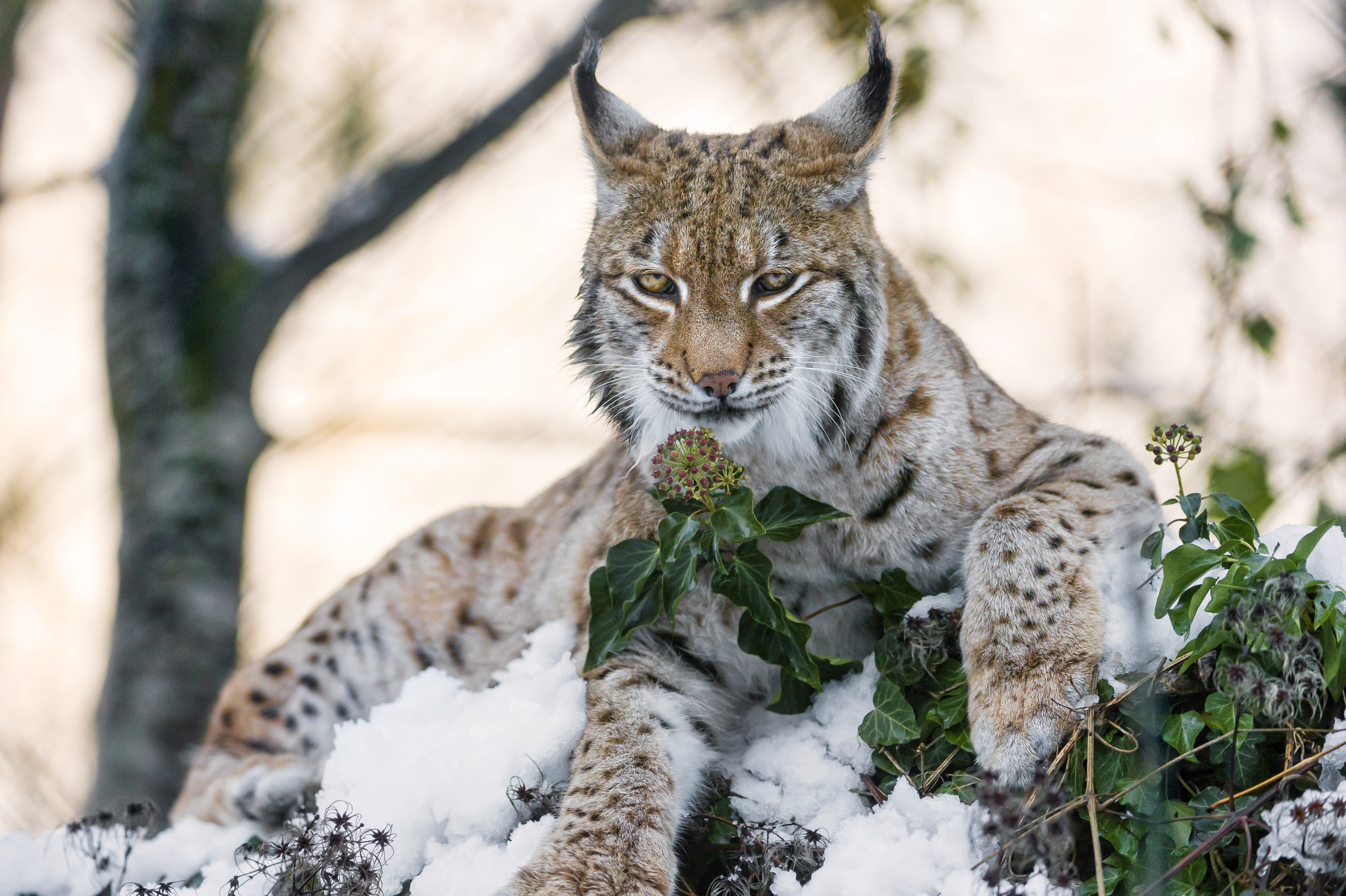 природа животные снег зима ягуар бесплатно