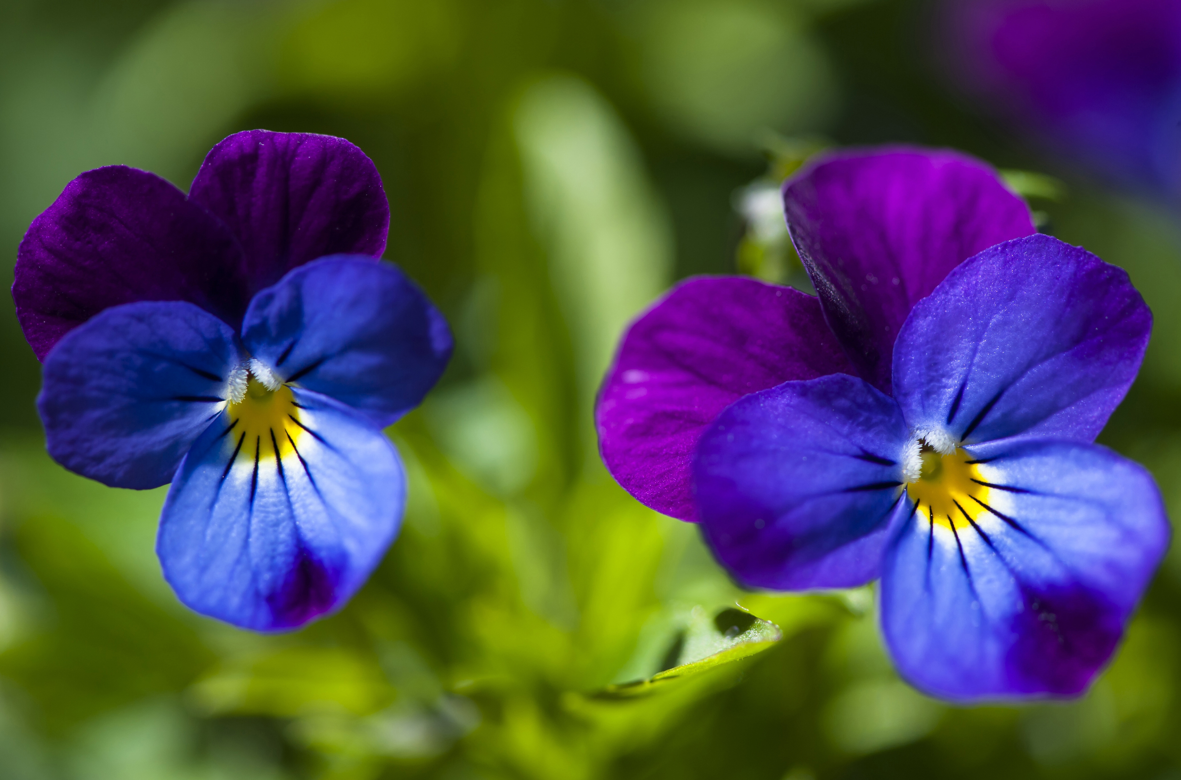 Анютины глазки название. Виола трехцветная (Viola Tricolor). Фиалка трехцветная (Виола Триколор). Виола фиалка Анютины глазки. Полевая фиалка и Анютины глазки.