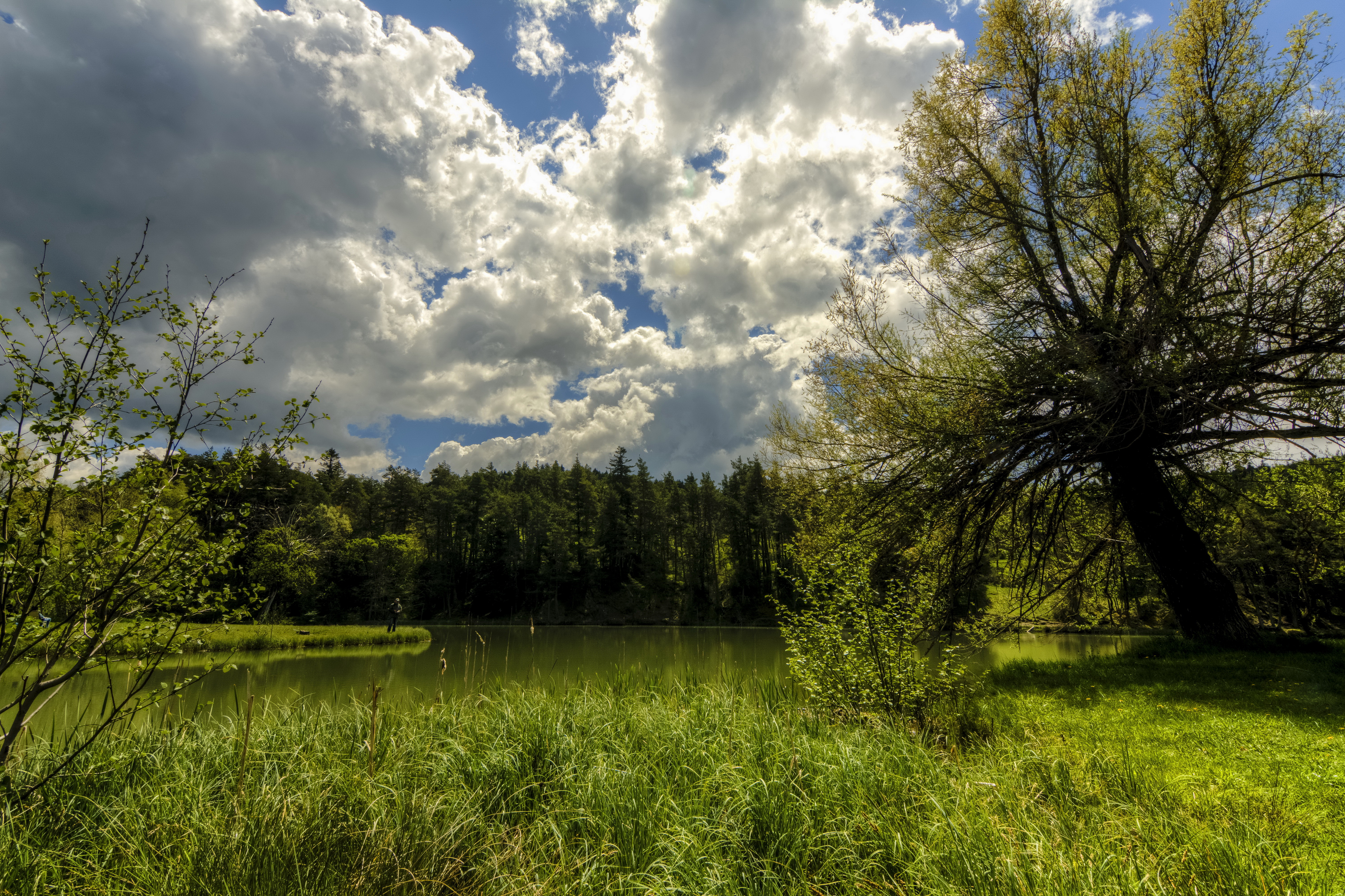 природа озеро деревья трава бесплатно