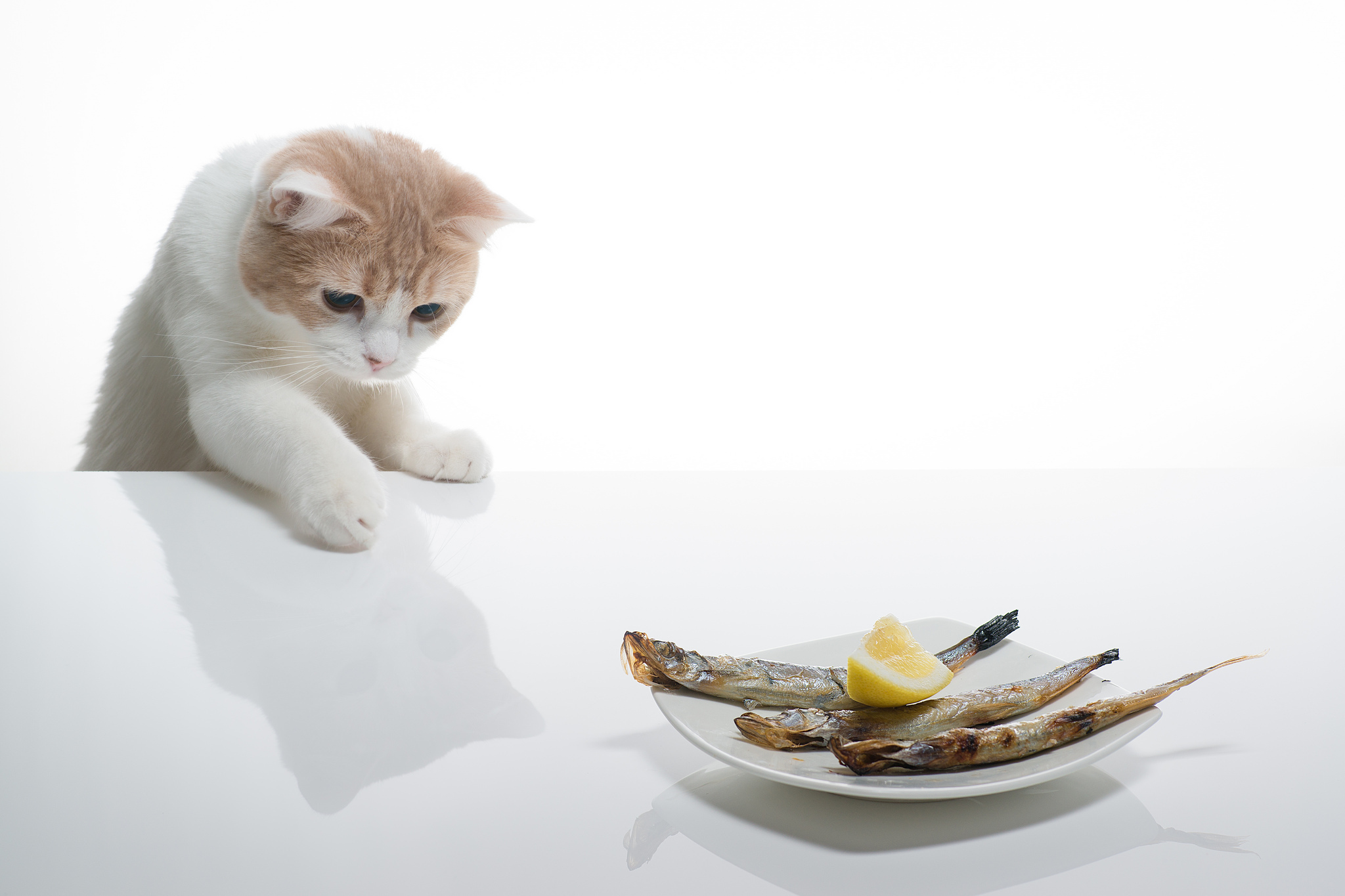 Можно кормить кота рыбой. Котик с едой. Еда для котят. Кошка ест рыбу. Тарелка кошка.