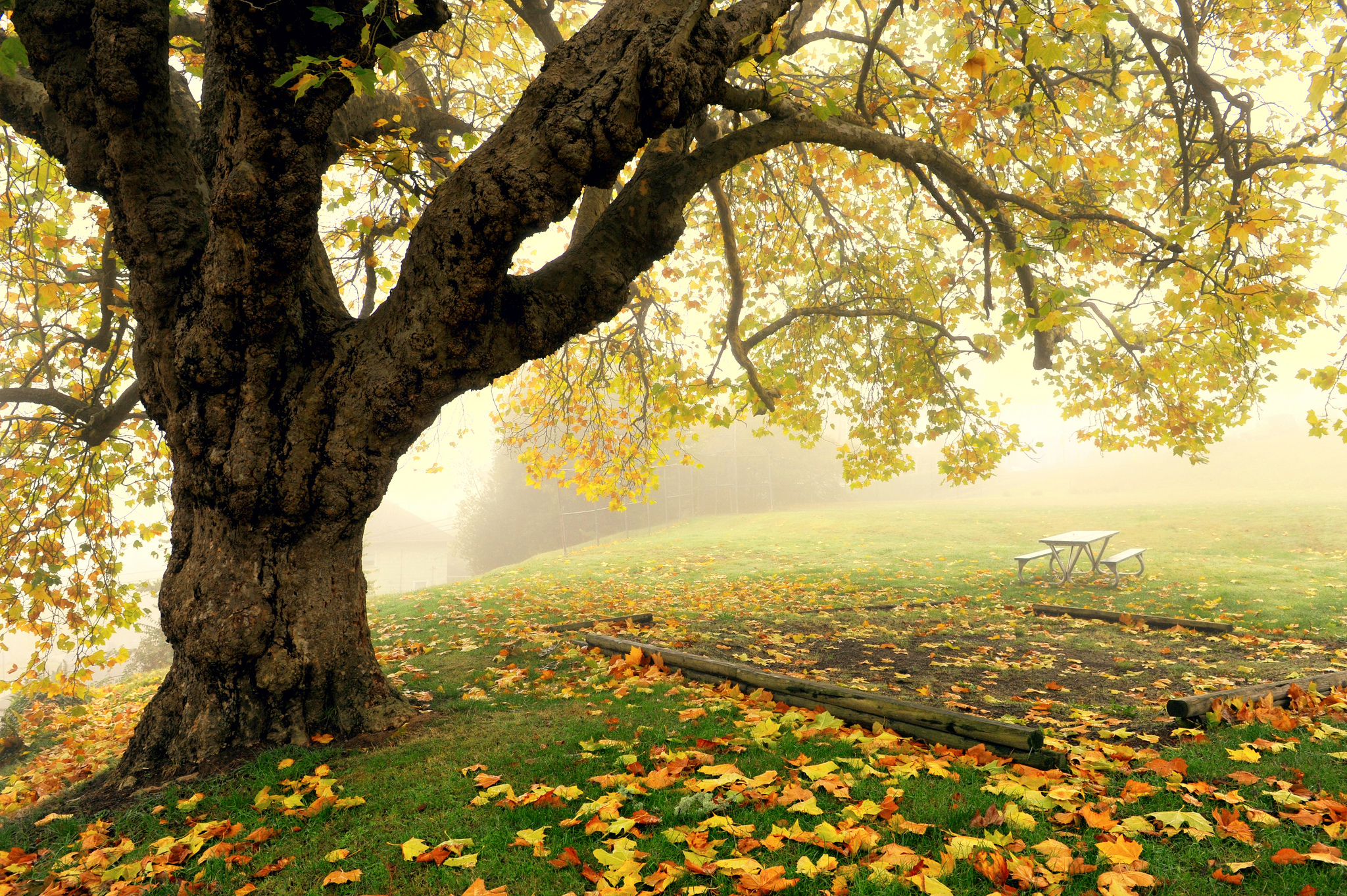 Осень дерево дуб поле загрузить