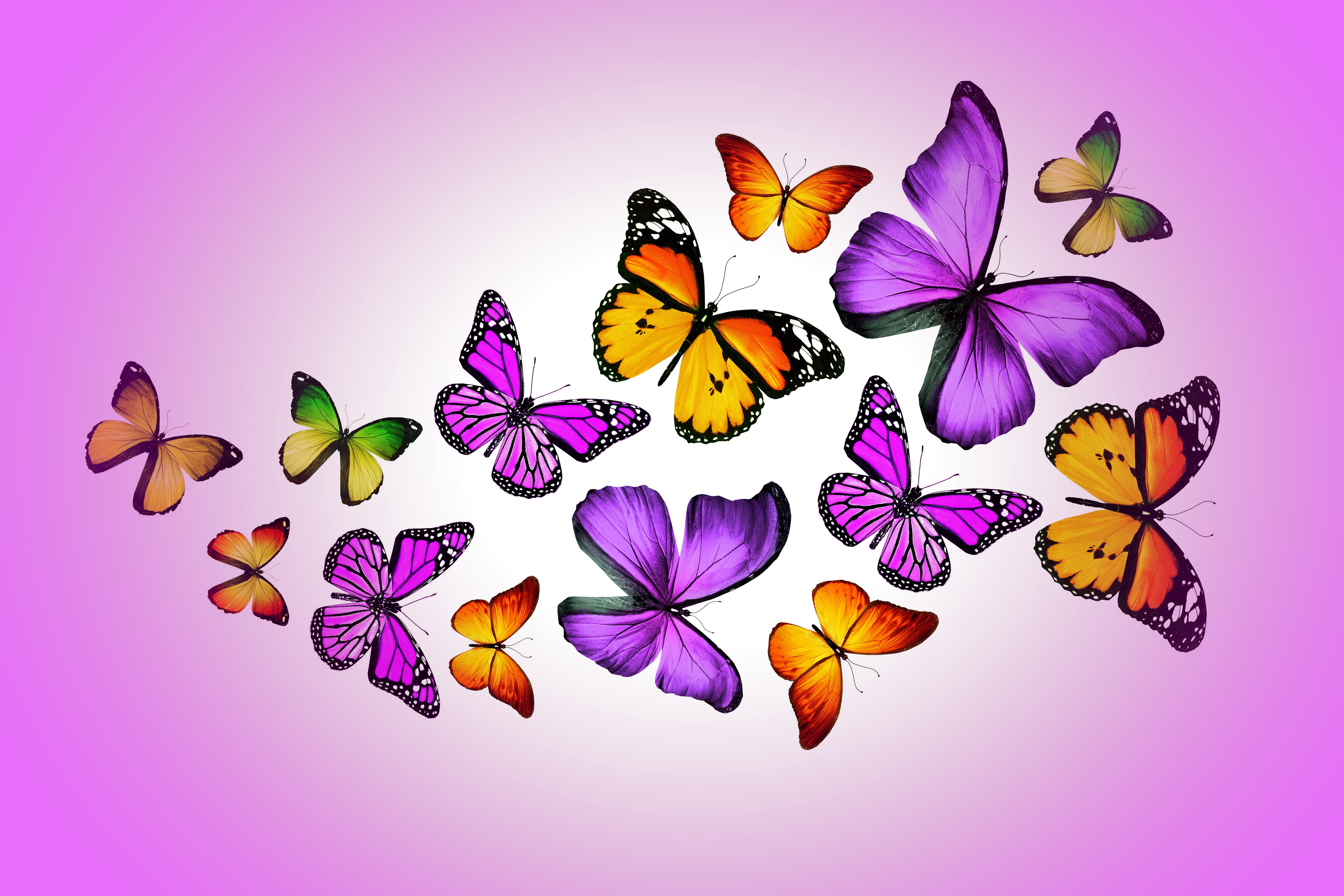Рисунки на фон телефона. Бабочки. Бабочки цветные. Бабочка рисунок. Много бабочек.