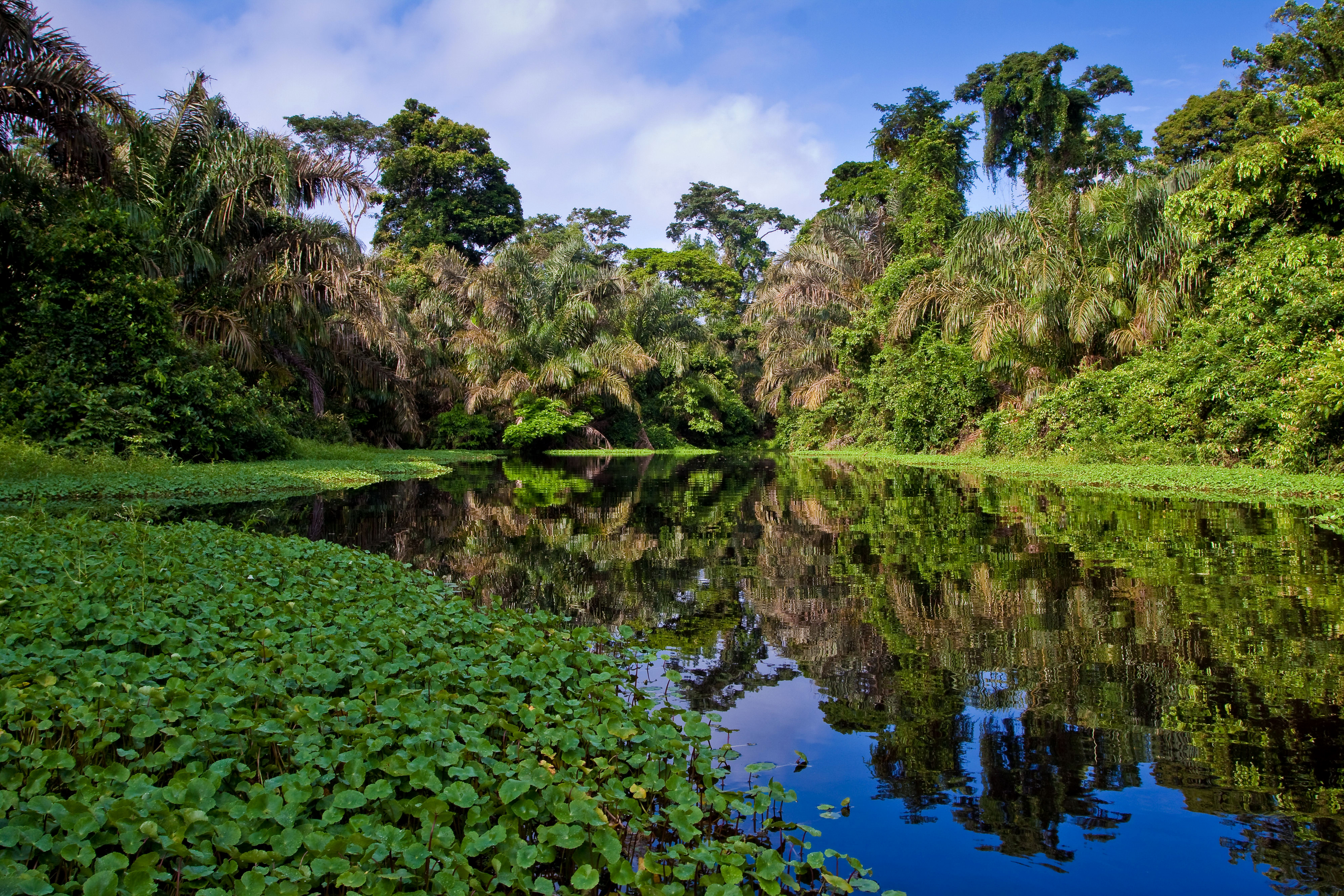 На каком материке расположен дождевой лес сельва. Тропические леса амазонки в Бразилии. Бразилия тропические леса Сельва. Южная Америка джунгли амазонки.