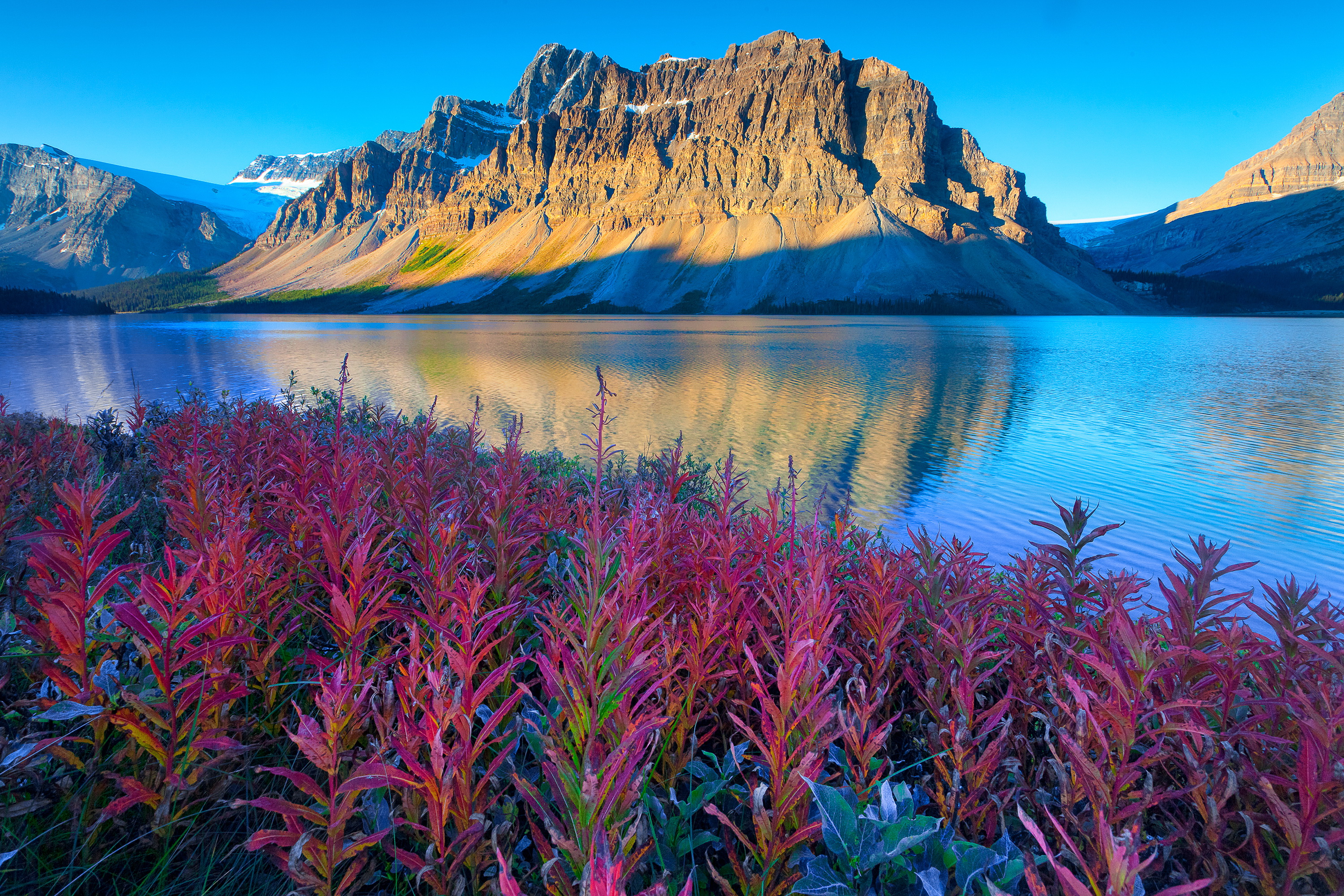 Удивительный вид природы. Национальный парк Банфф, Канада. Цветы Канады Банф.