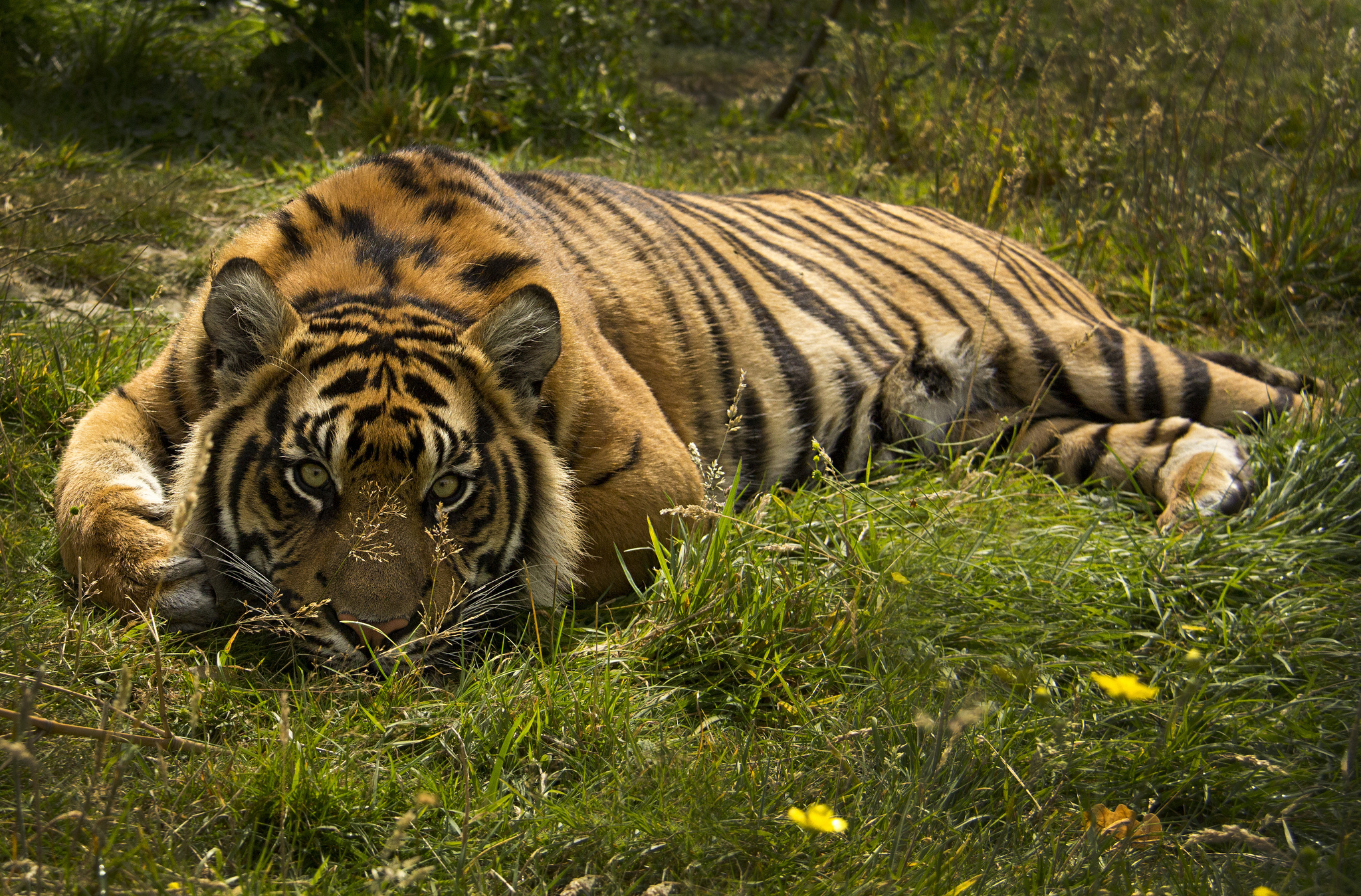 Толстый хищник. Тигр. Фото тигра. Животные тигр. Тигр лежит.