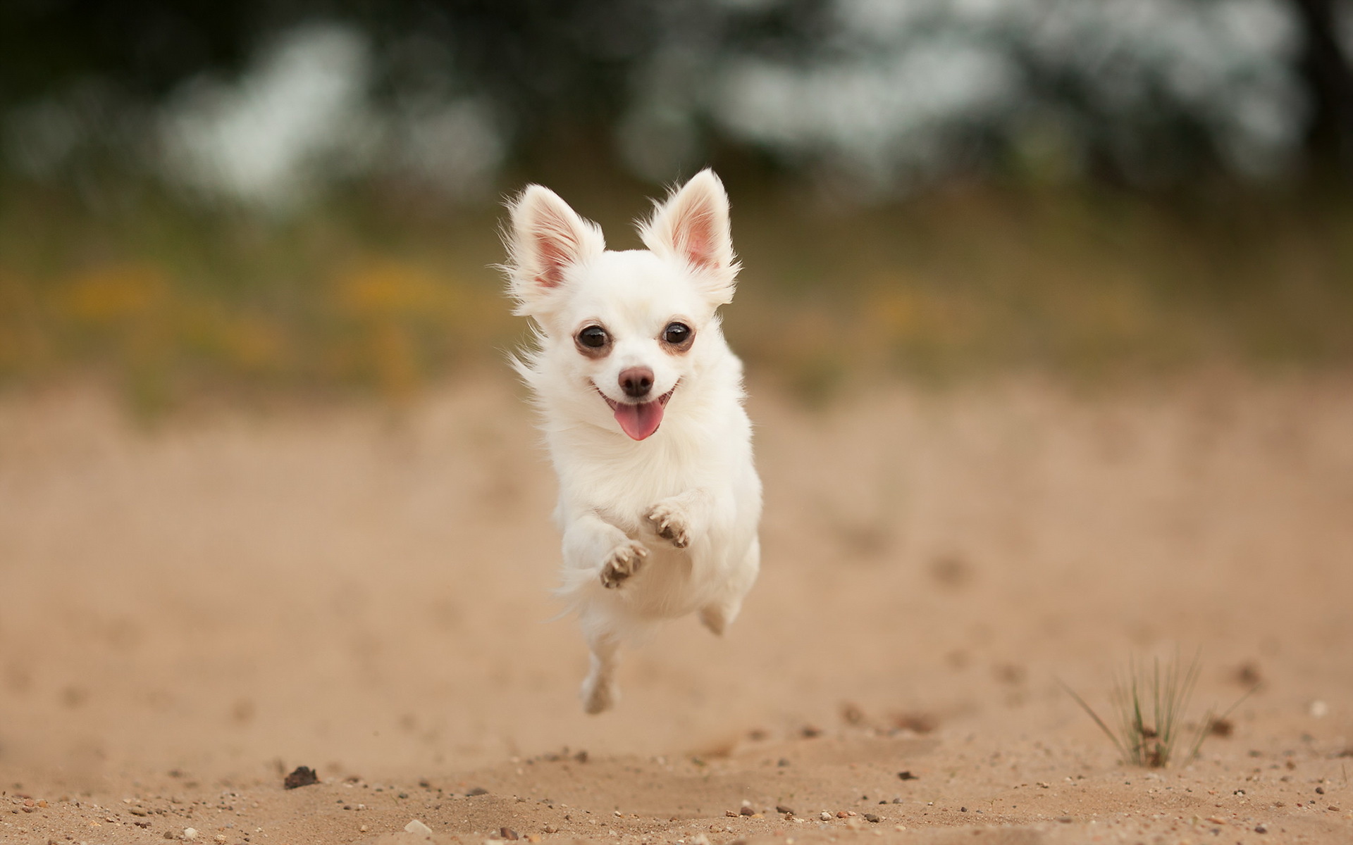 Dogs_Chihuahua_Jump_Run_453261.jpg
