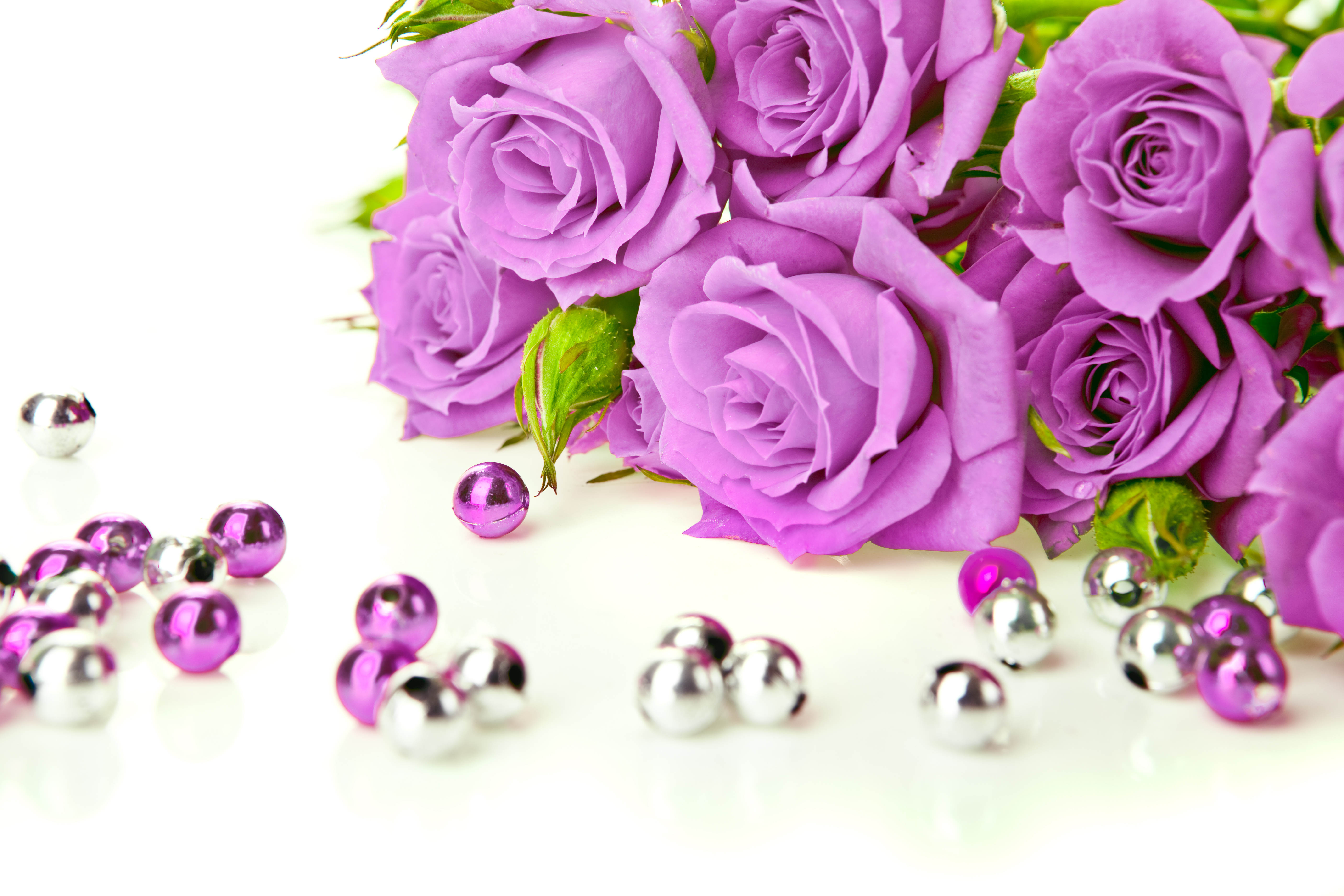 Открытка с днем рождения женщине с цветами. Фиолетовые розы. Фиолетовые цветы. Цветы розы сиреневые.