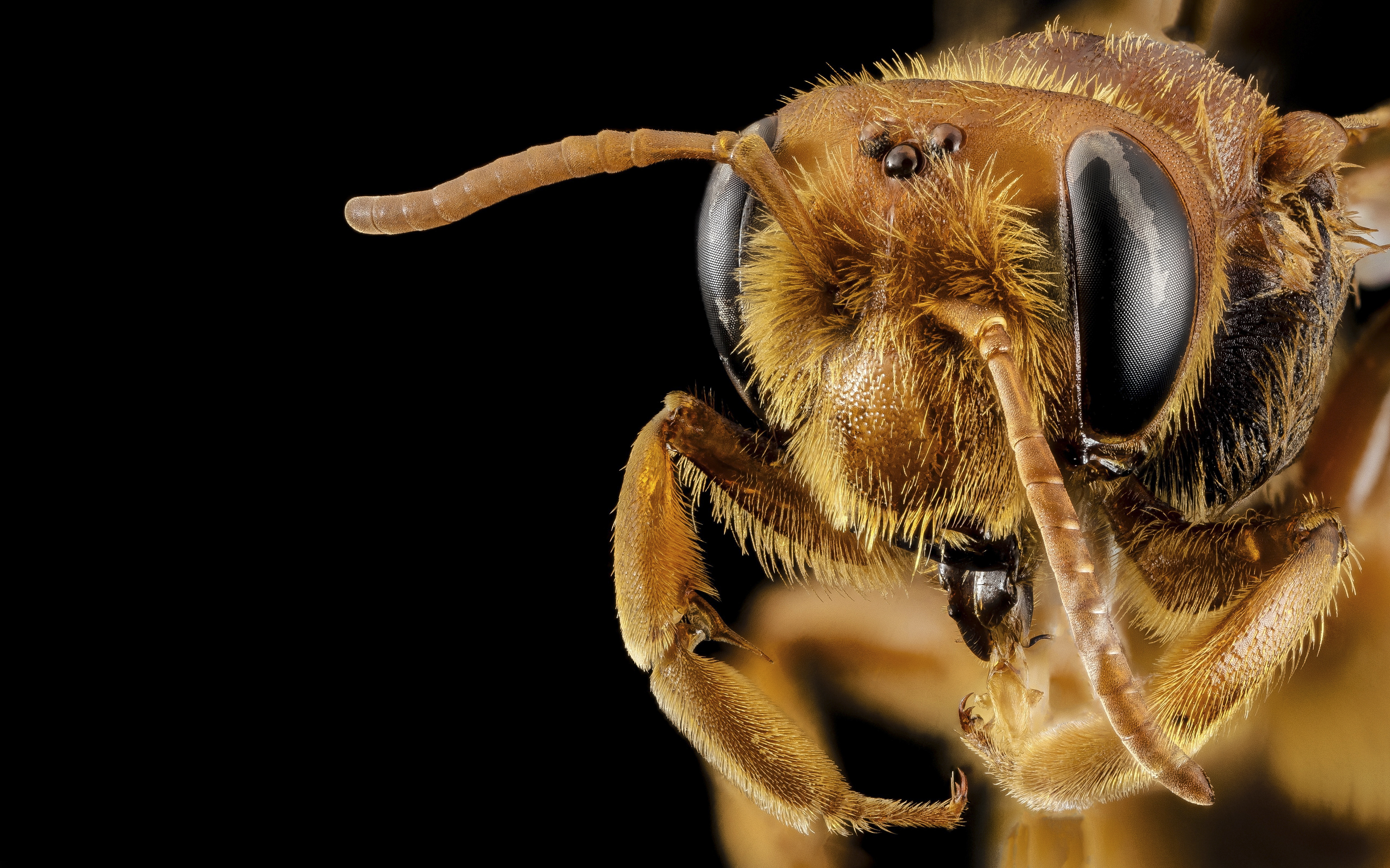 природа насекомое макро голова пчела глаза скачать
