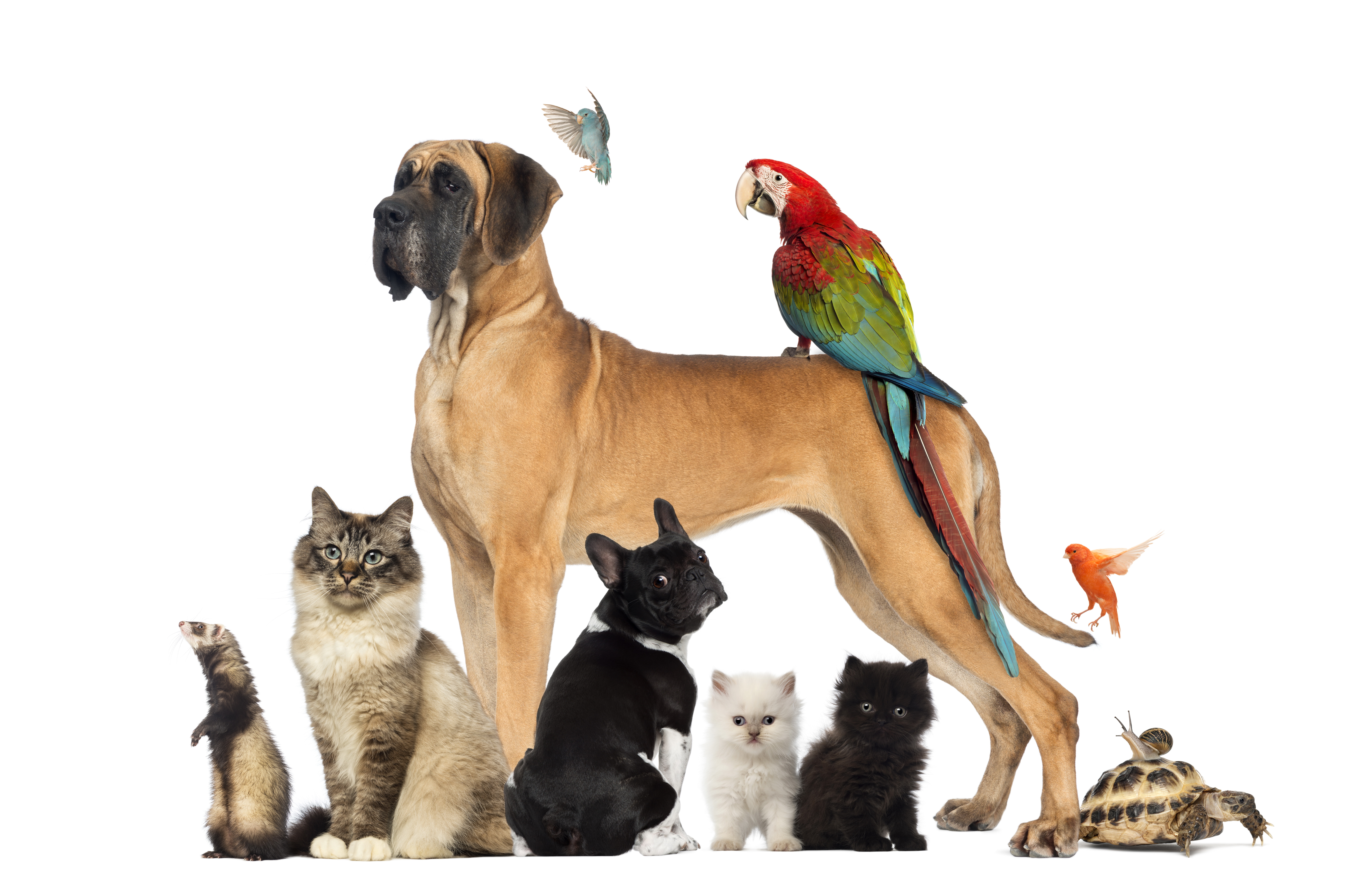 Name 5 pets. Домашний питомец. Кошки и собаки. Передержка животных. Разные животные вместе.