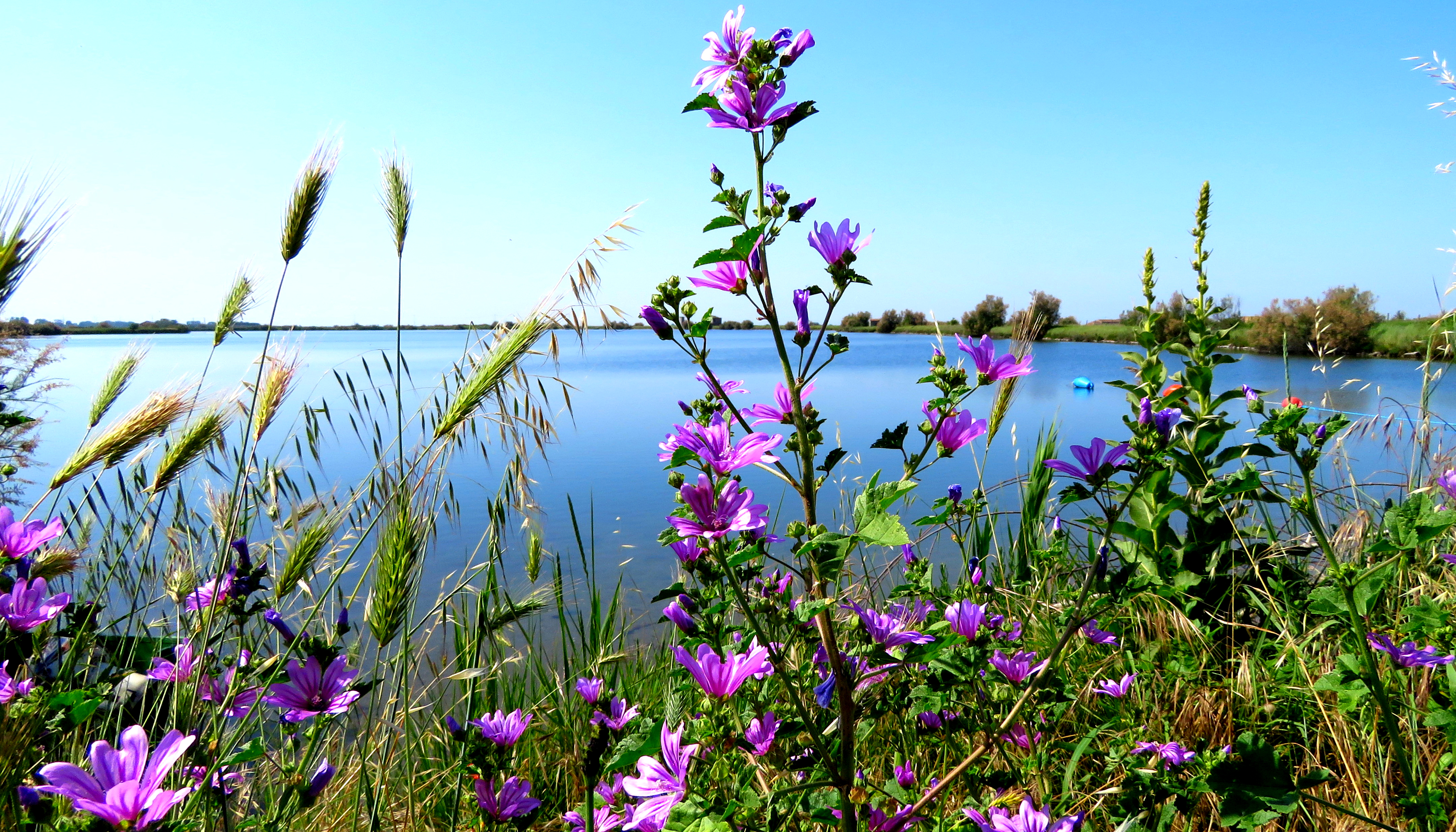 природа озеро цветы трава скачать