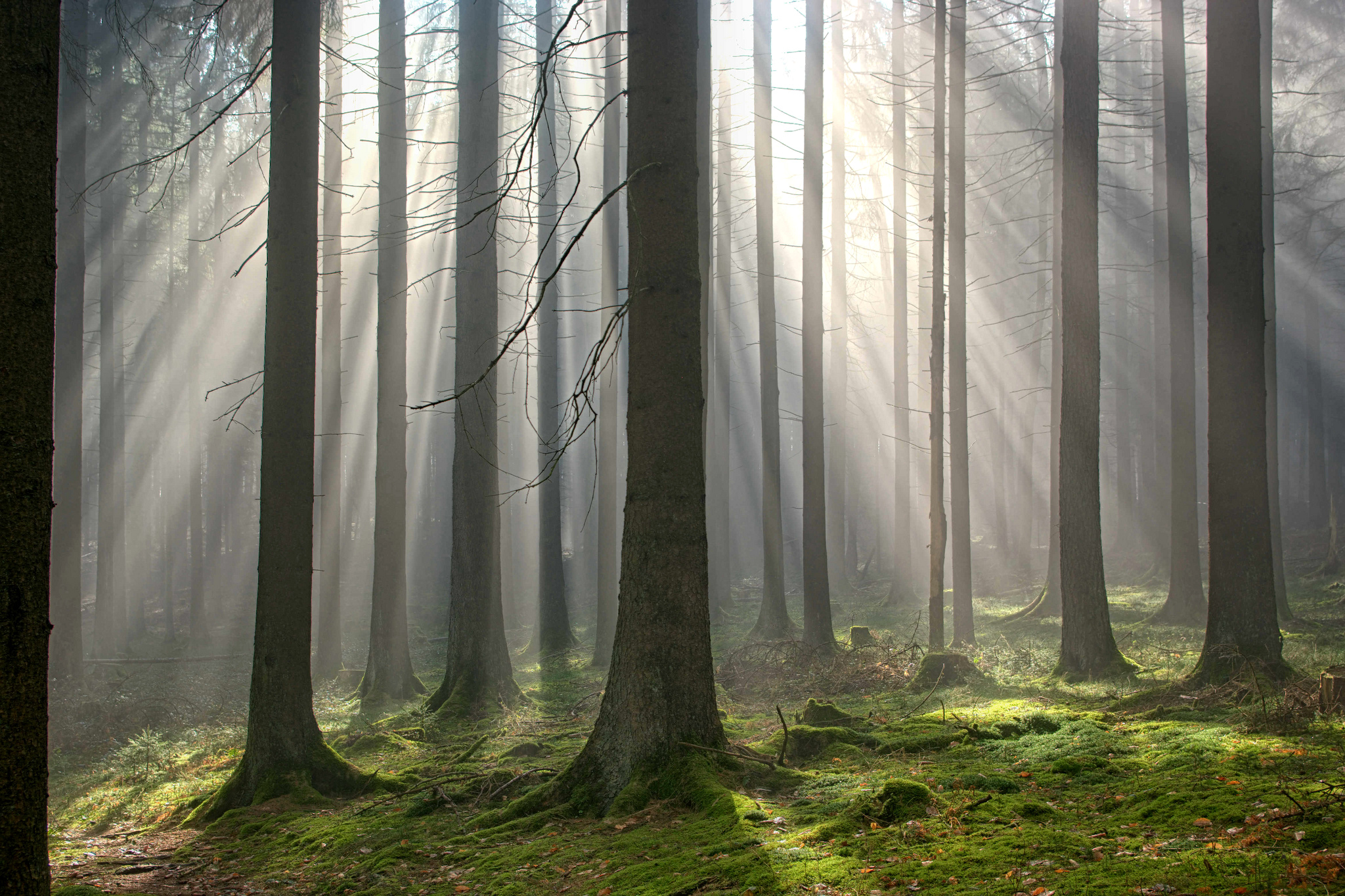 Ktc. Лес в тумане. Стволы деревьев в тумане. Фотообои деревья в тумане. Природа лес туман.