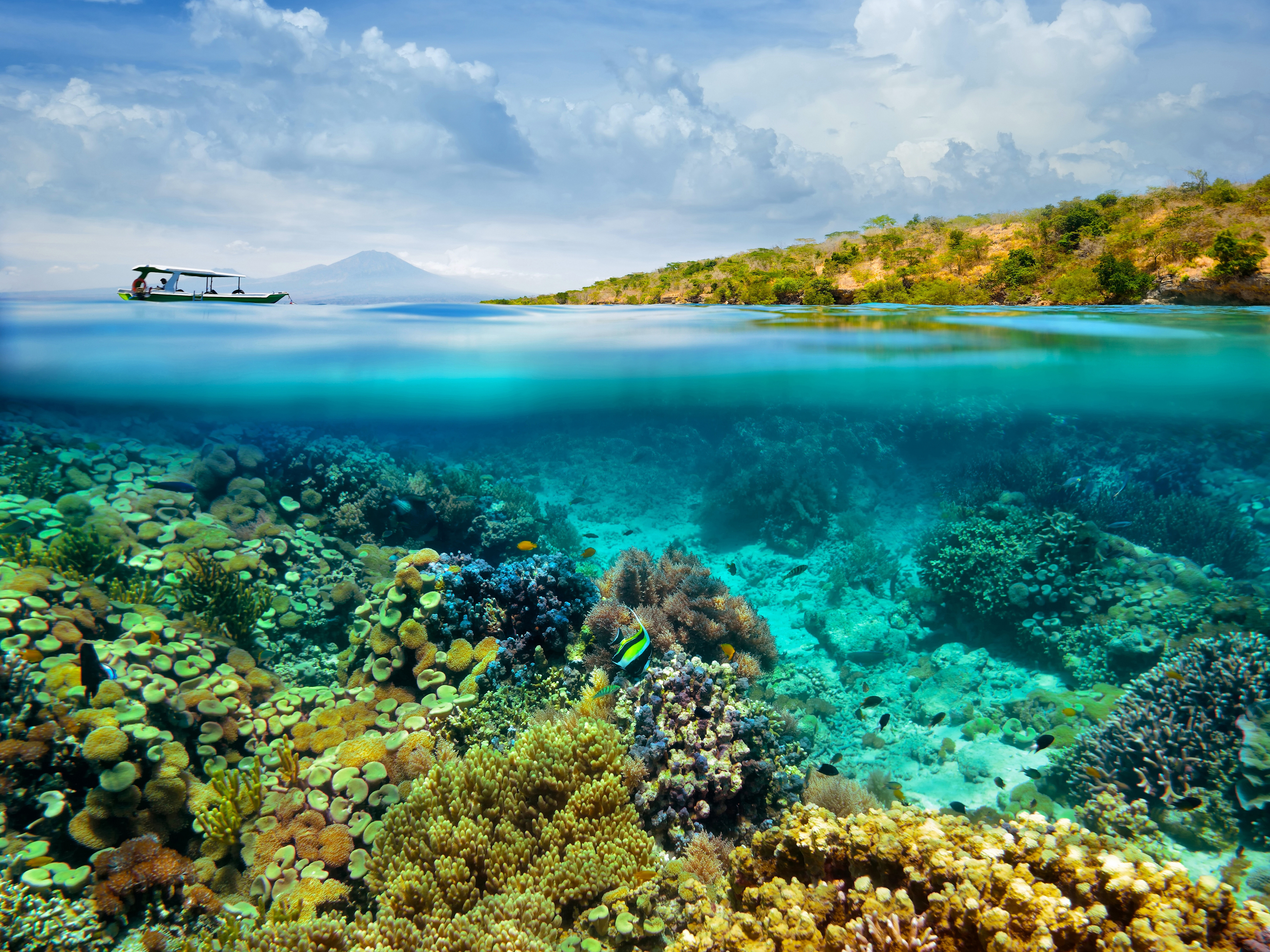 Природа подводный мир. Морской заповедник Саут-Уотер-Кей,. Риф на острове Лембонган Индонезия. Большой Барьерный риф Австралия. Карибское море Атлантический океан.