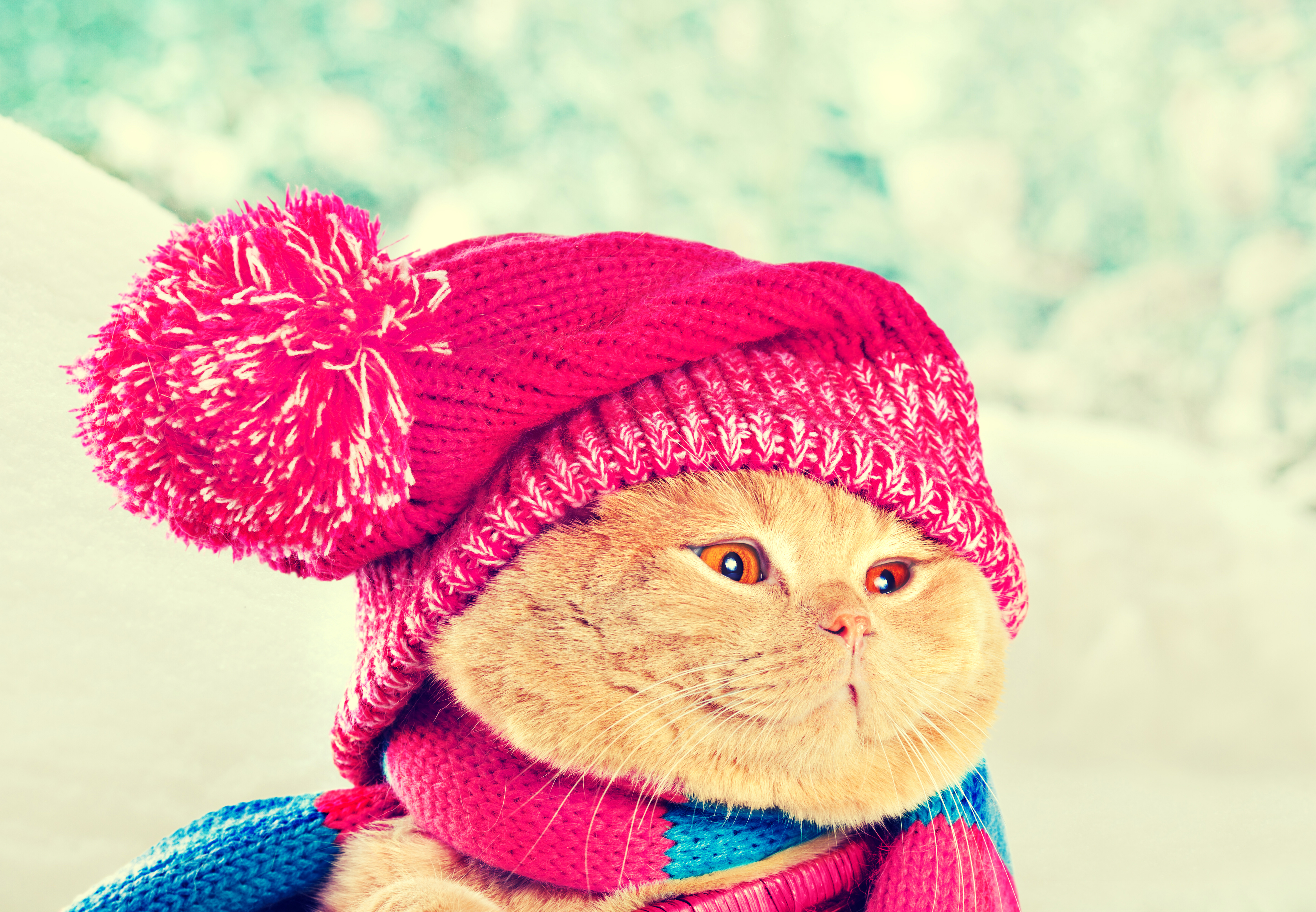 Почему одевайтесь теплее. Кот в шапке. Котенок в шапочке. Шапочка котика. Смешной кот в шапке.