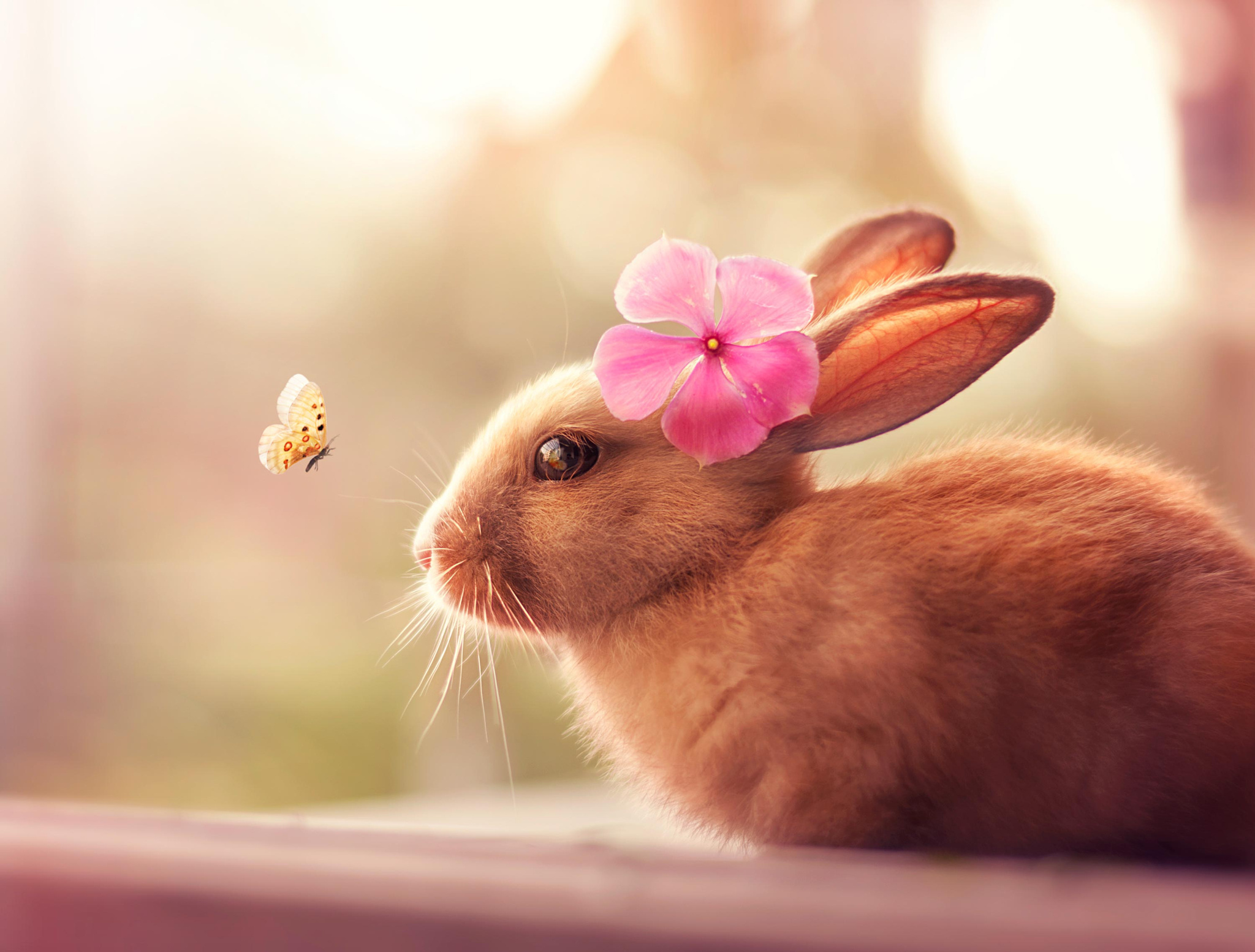Картиночки. Милые зверьки. Красивые и милые животные. Кролик с цветами. Нежный кролик.