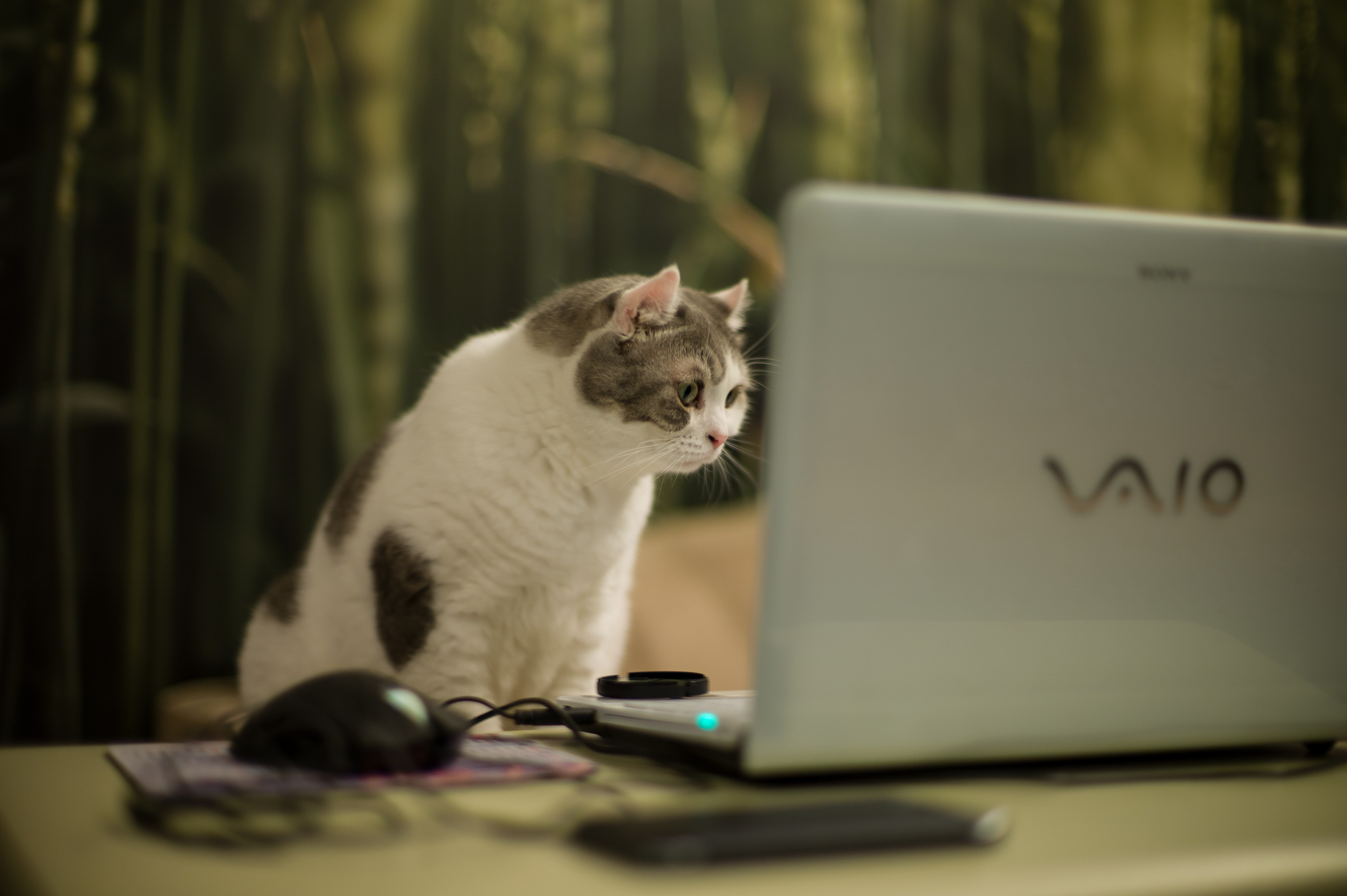 Кот с ноутбуком загрузить