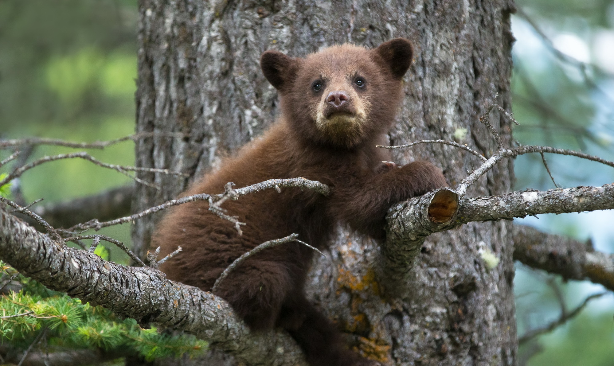 Tree bear