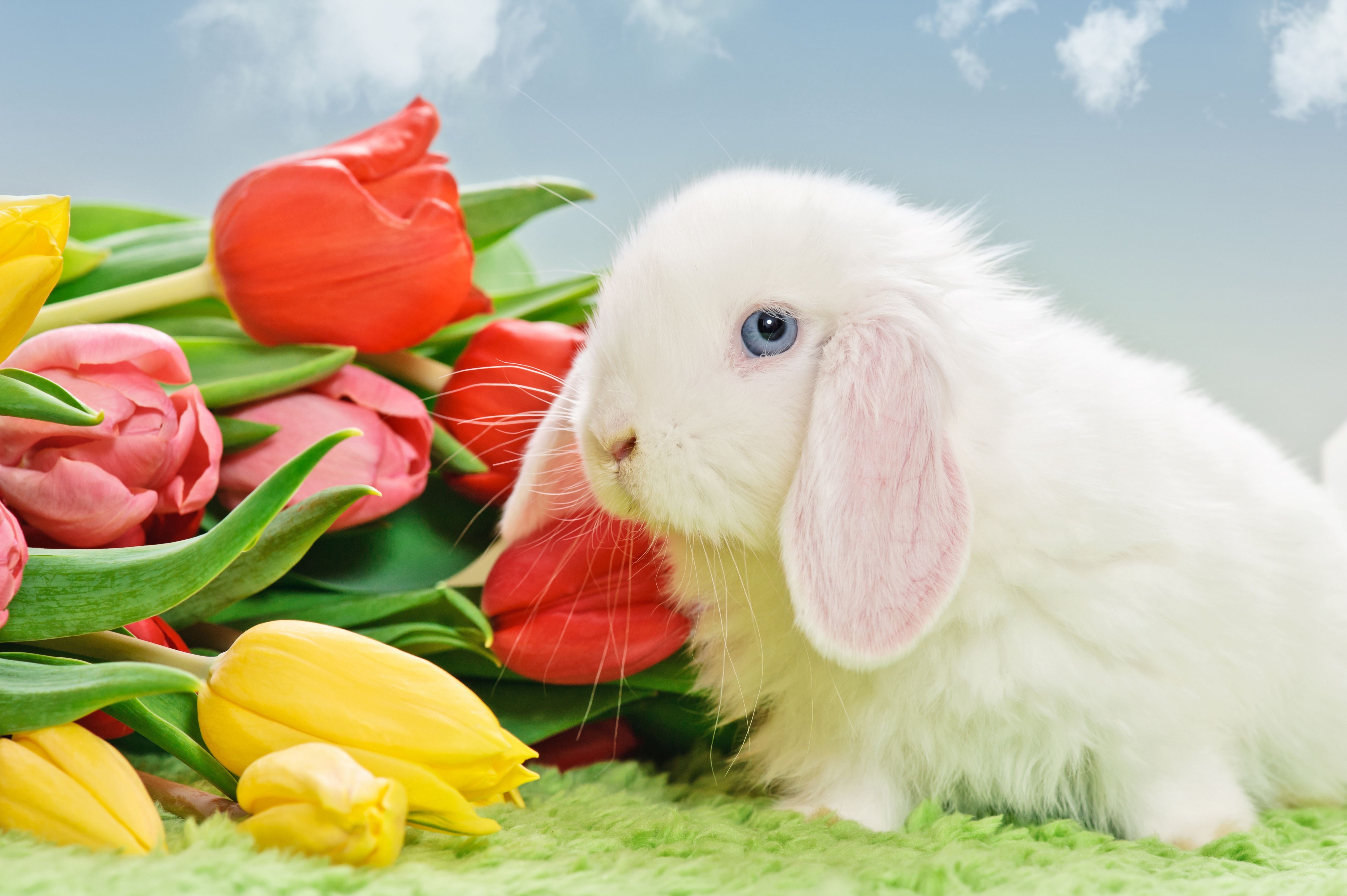 природа животные ккартинки зайцы цветы без смс