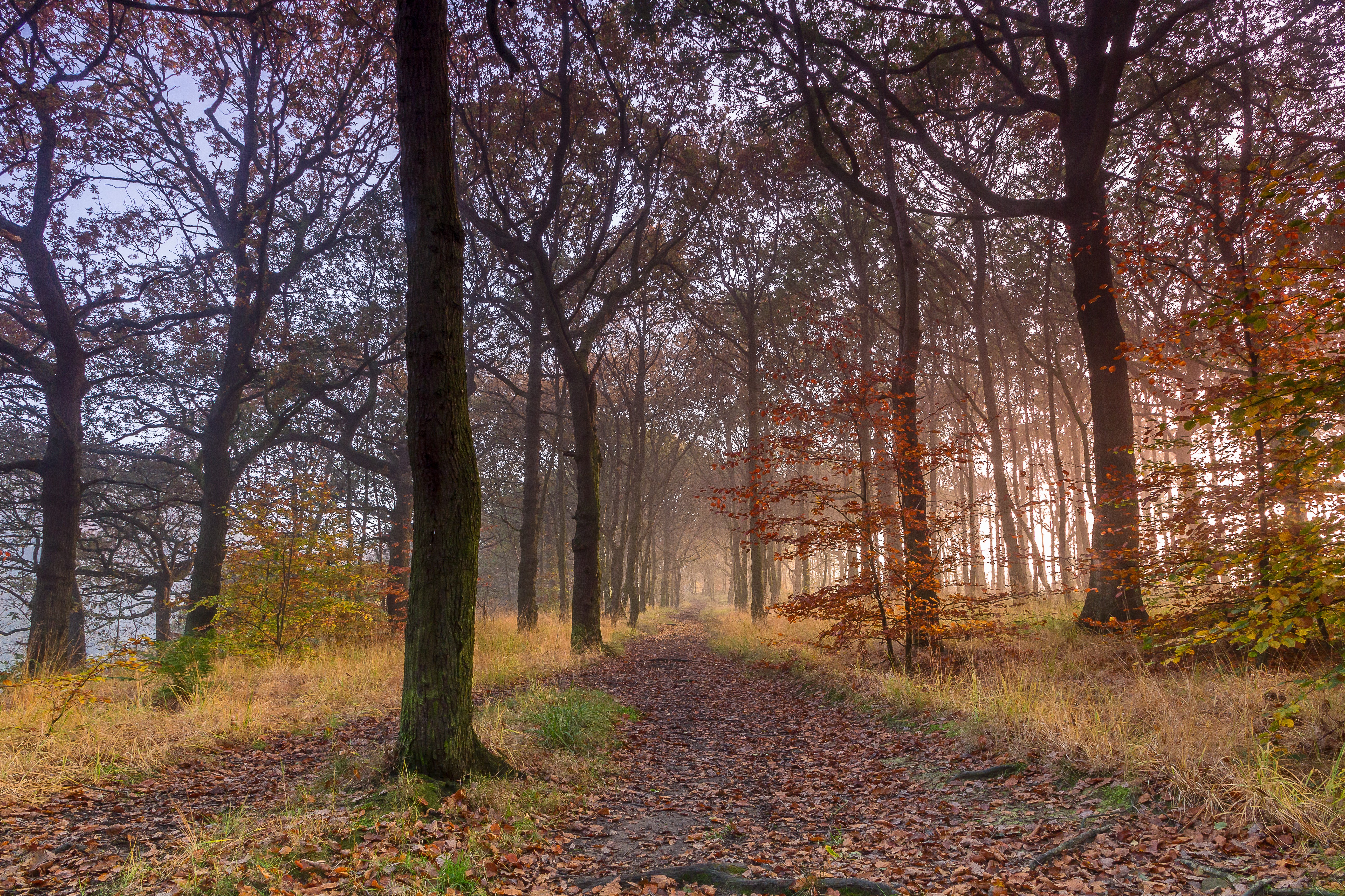 Осень лес тропа дорога скачать