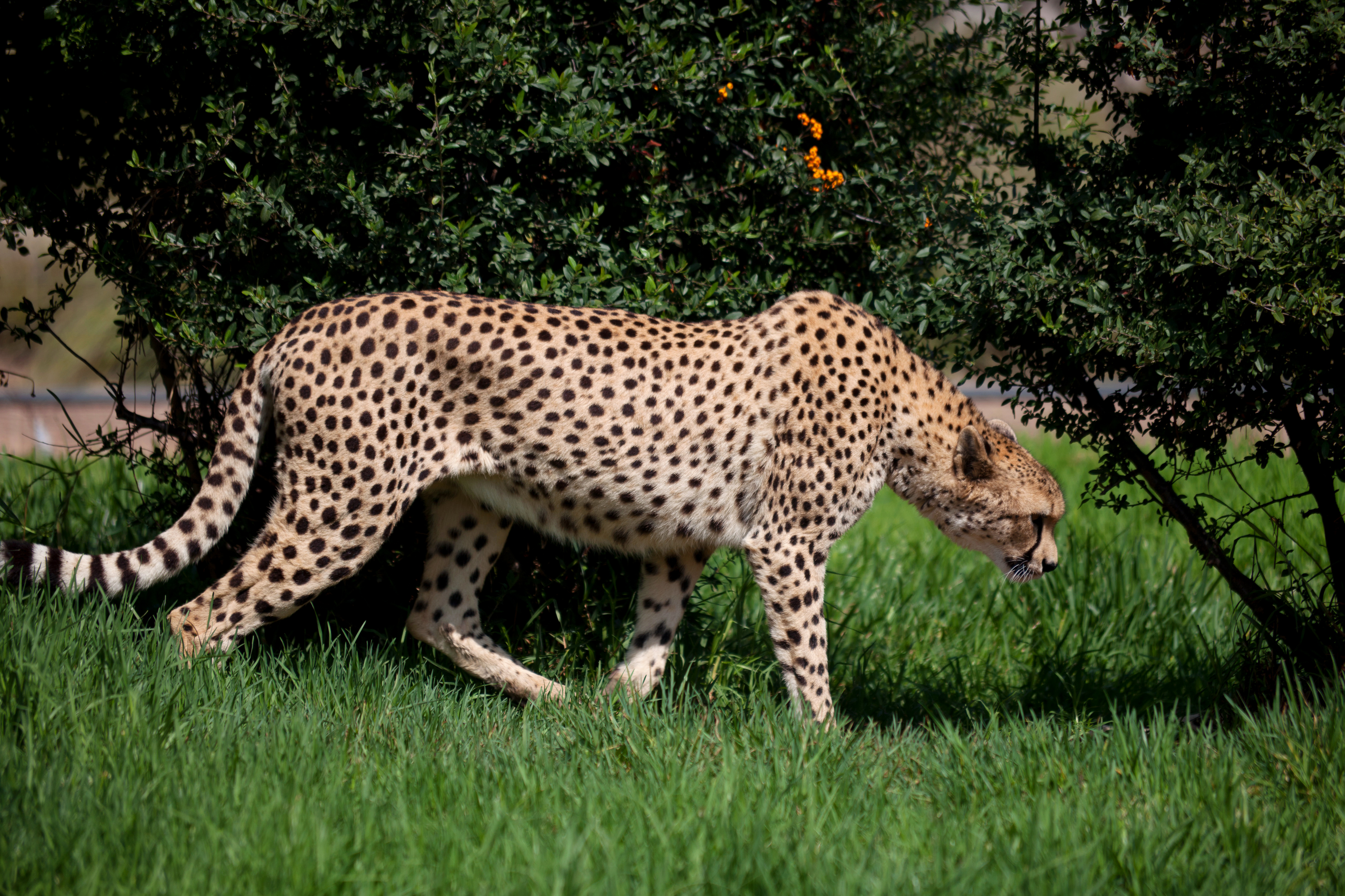 Очень много крупных и быстрых животных. Гепард. Леопард. Пятнистый леопард. Леопард в траве.