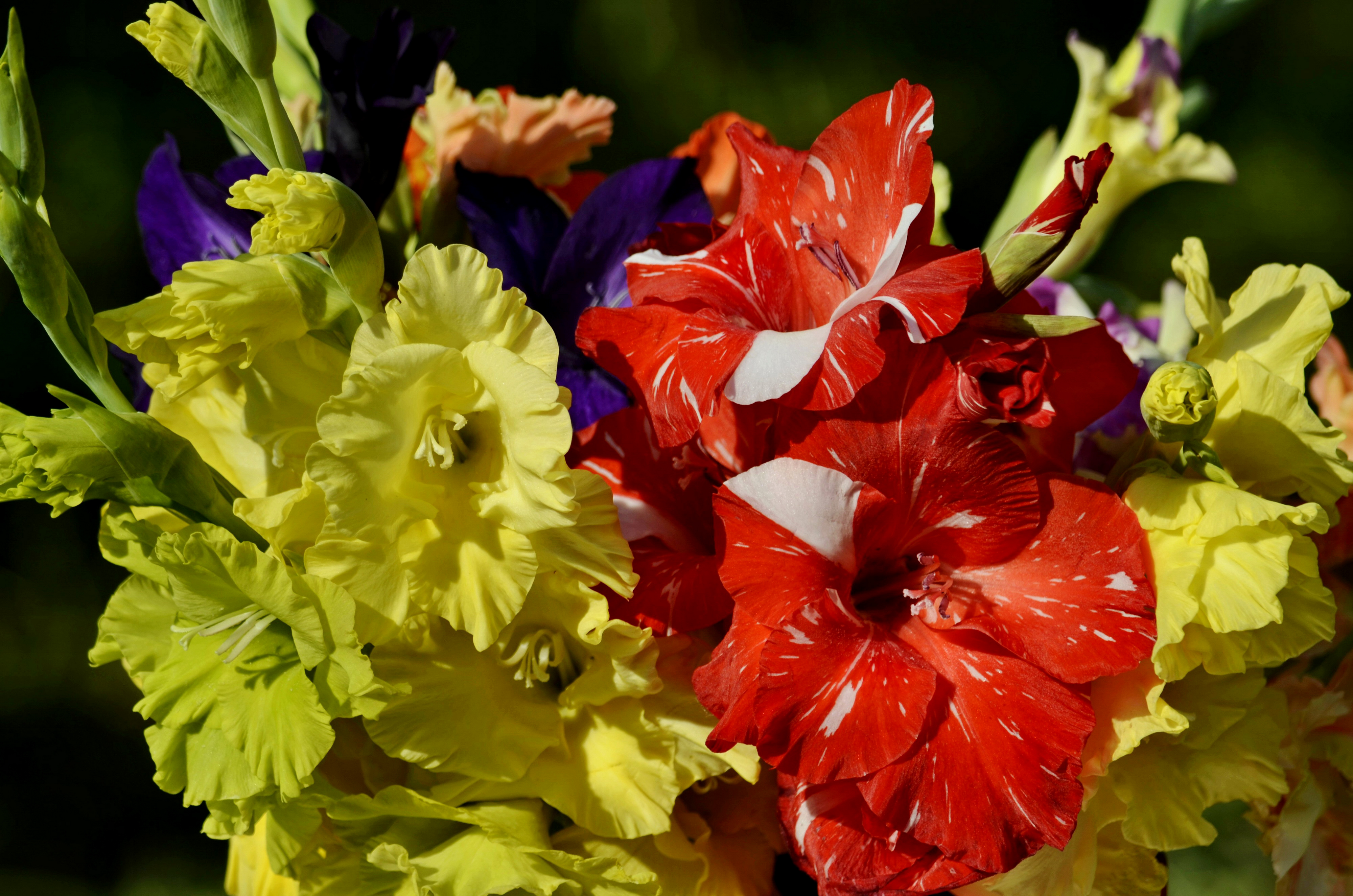 Фото Цветы Гладиолусы Крупным планом цветок гладиолус вблизи