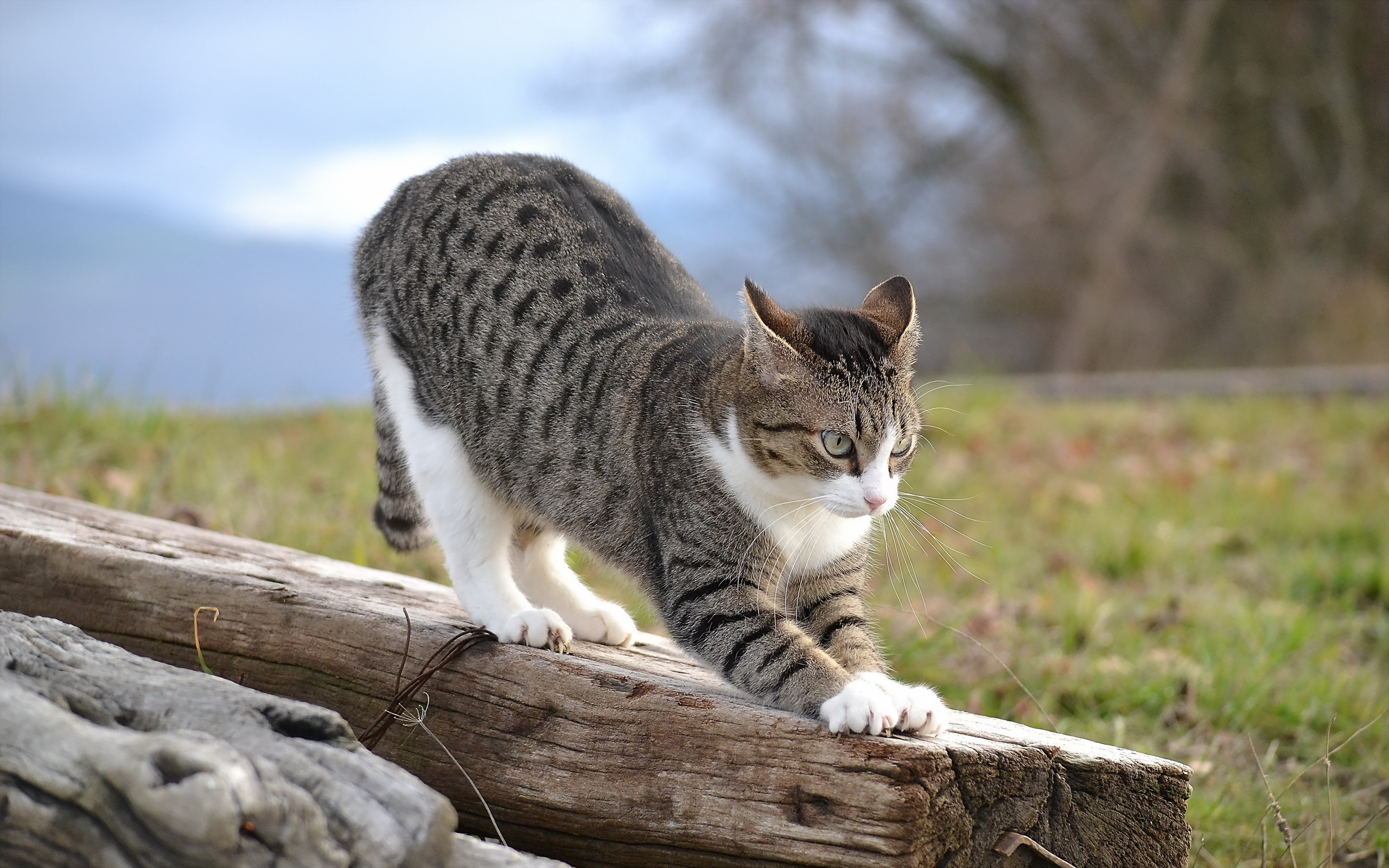 Фото кота. Полосатый кот. Кошка на природе. Полосатые коты. Серая полосатая кошка.