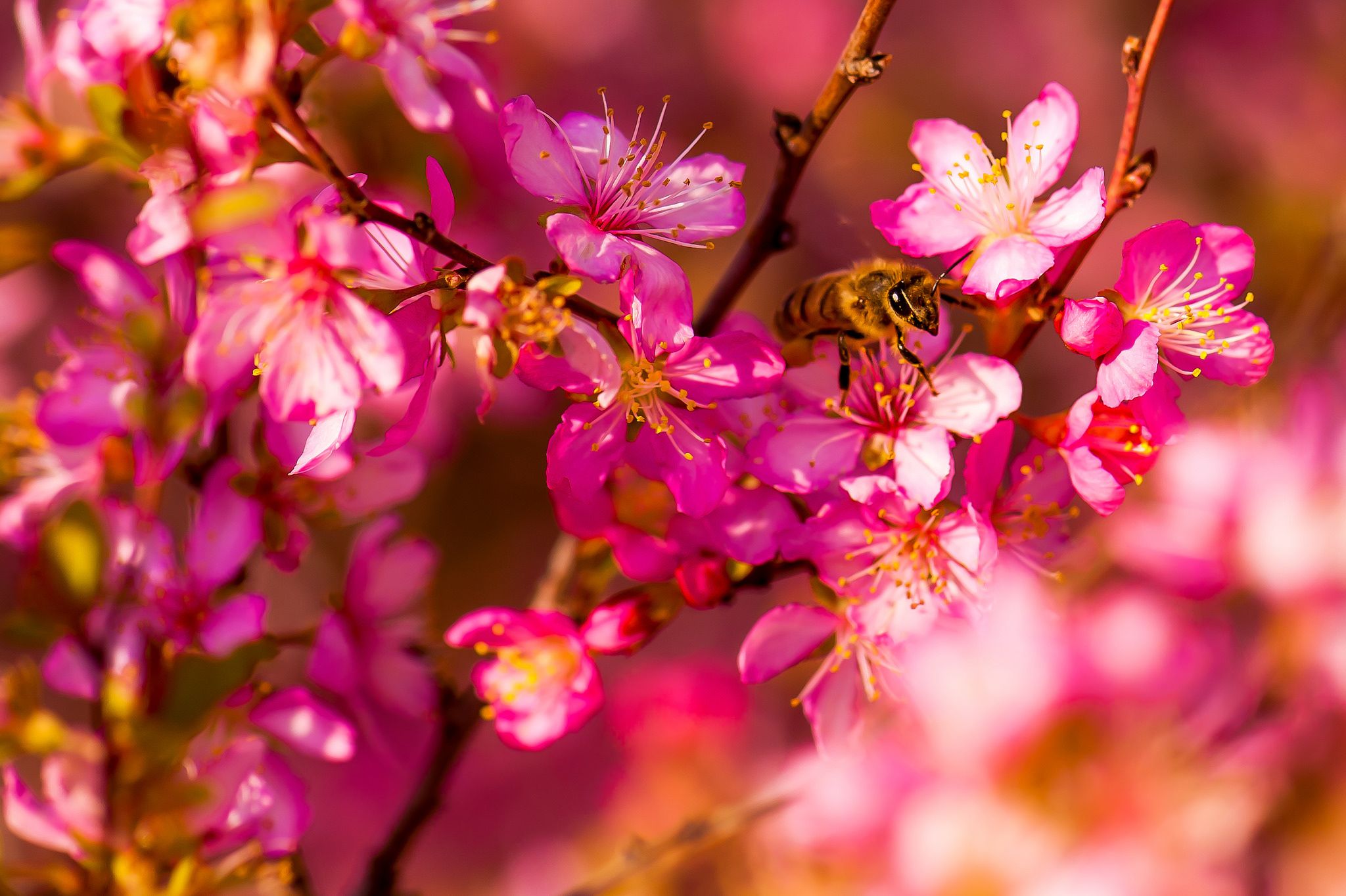 Обои для рабочего стола Пчелы насекомое вблизи животное Цветущие деревья Насекомые Животные Крупным планом