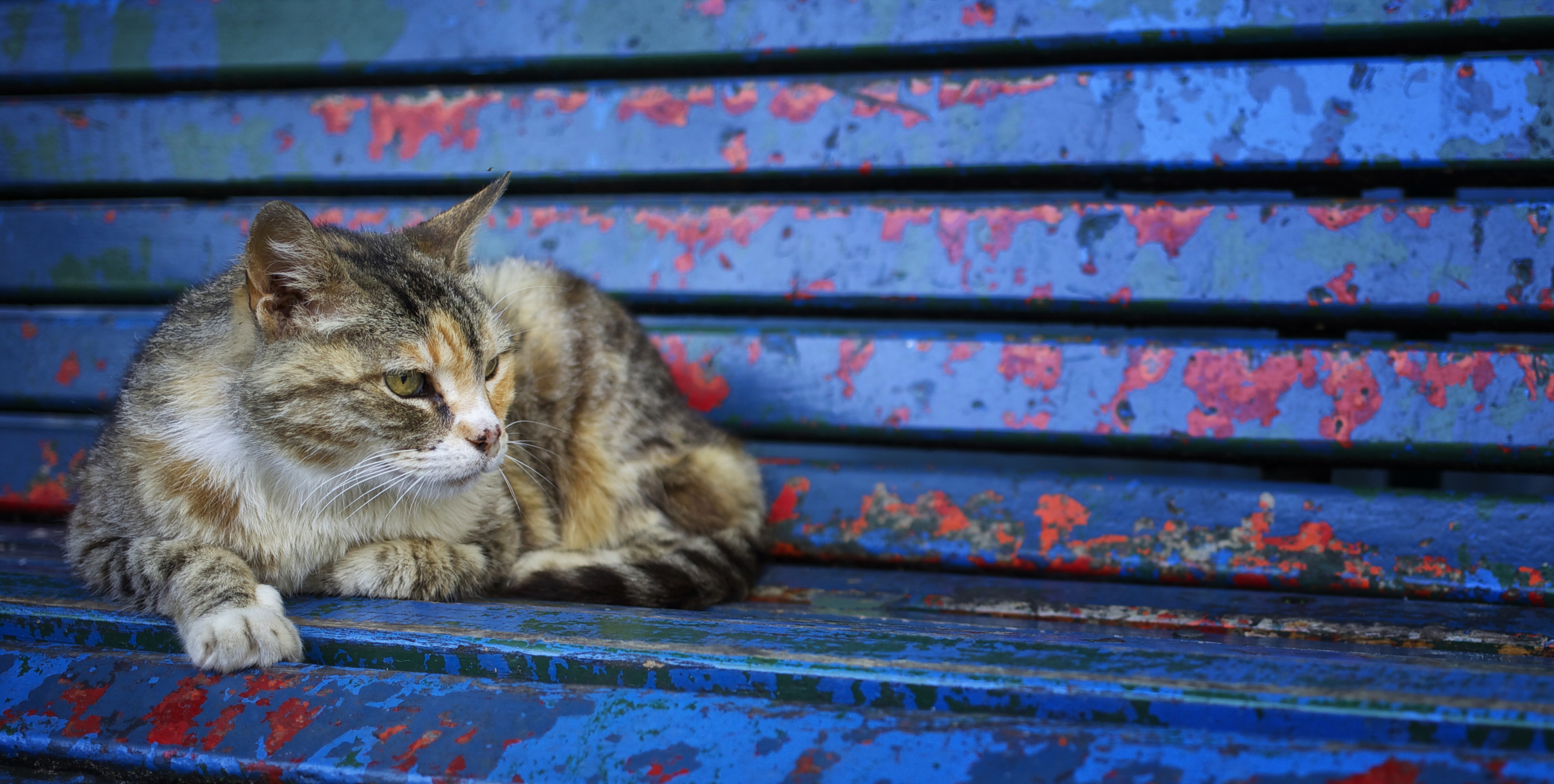 природа животные кот скамейка лавка nature animals cat bench shop без смс